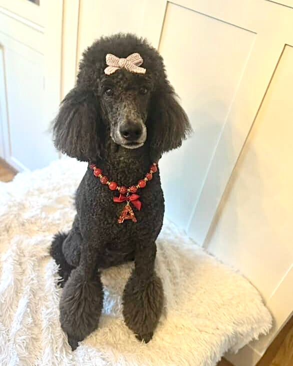 A fashionable dog wearing a luxury Haus Royale pearl necklace—handmade, pet-safe jewelry for dogs, perfect for weddings, parties, or stylish everyday wear. Elegant dog accessories from a small pet fashion brand.