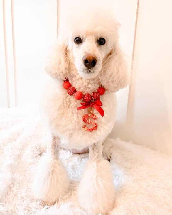 A fashionable dog wearing a luxury Haus Royale pearl necklace—handmade, pet-safe jewelry for dogs, perfect for weddings, parties, or stylish everyday wear. Elegant dog accessories from a small pet fashion brand.