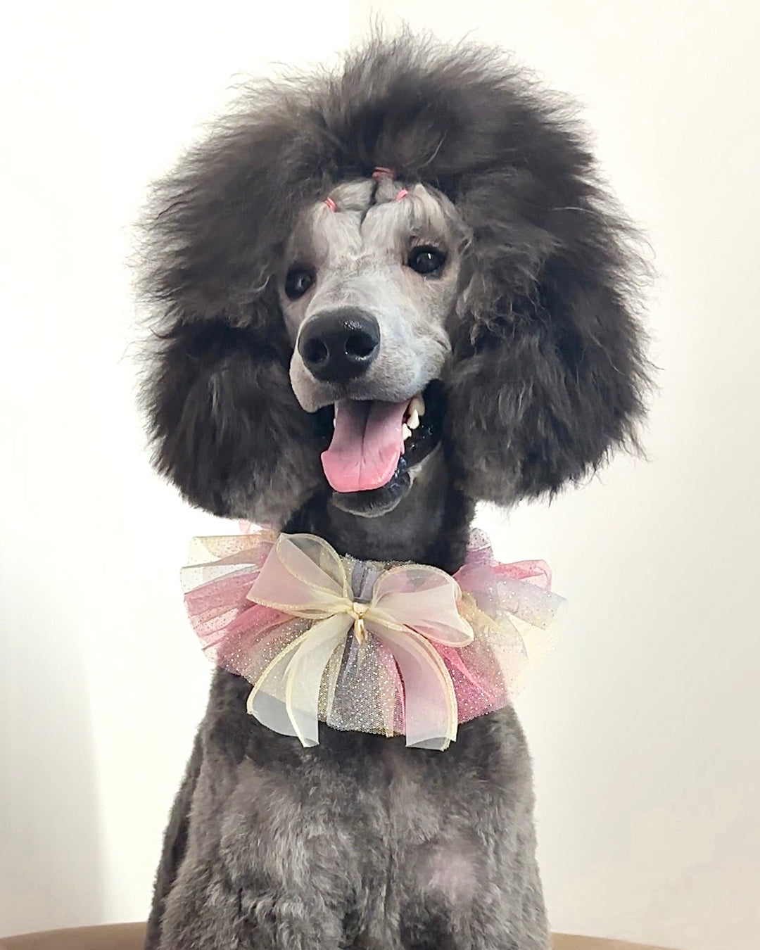 Gray poodle wearing a decorative pink and white bow collar against a plain background