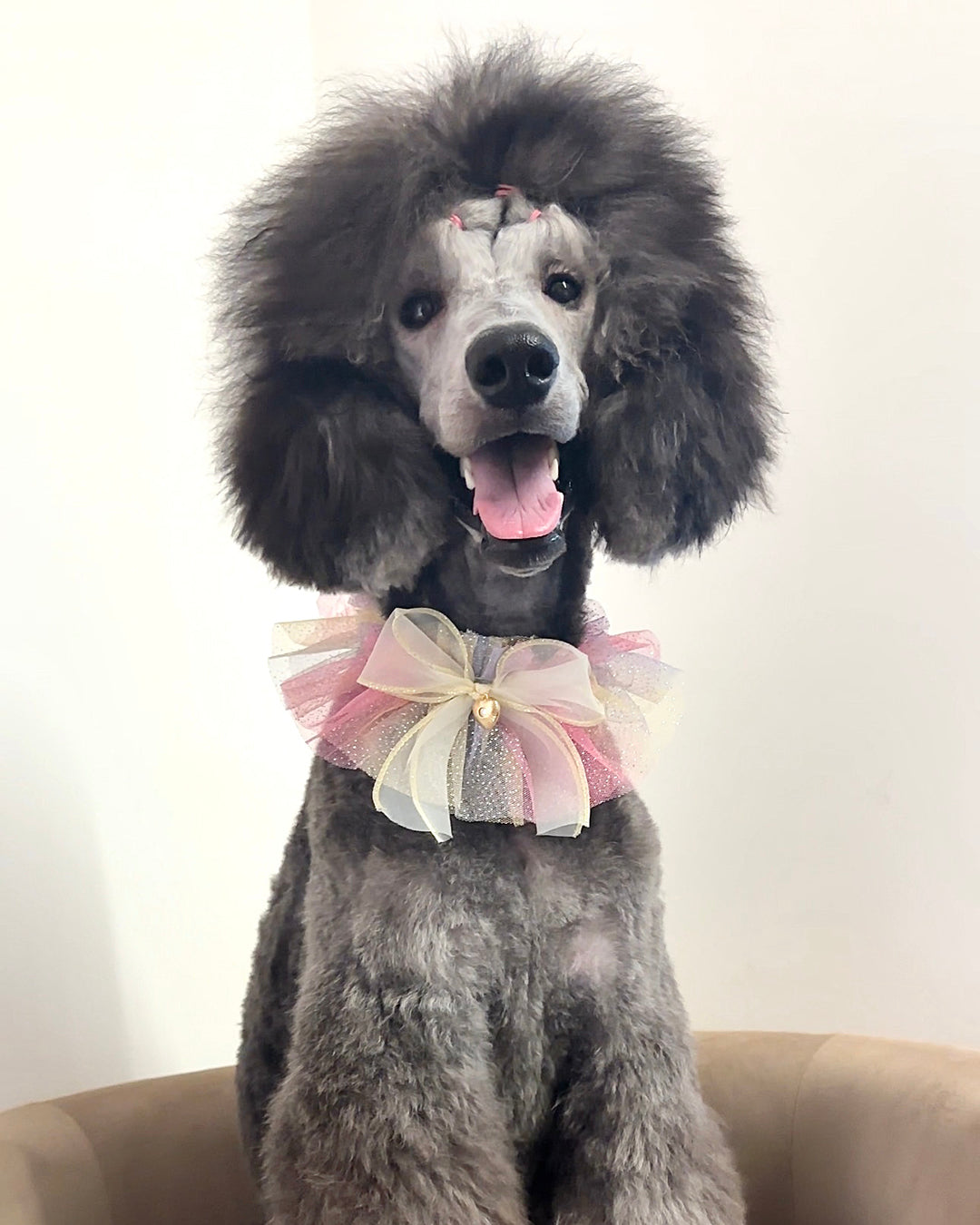 Gray poodle wearing a decorative bow tie on a plain background