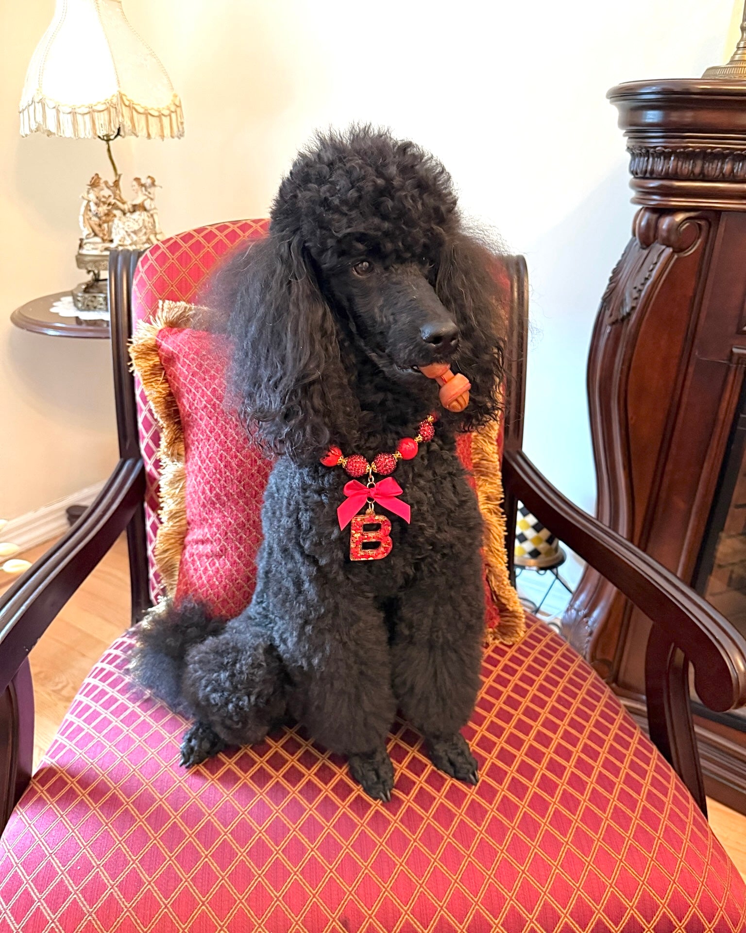 dog wearing red beaded necklace for dogs and cats with B charm