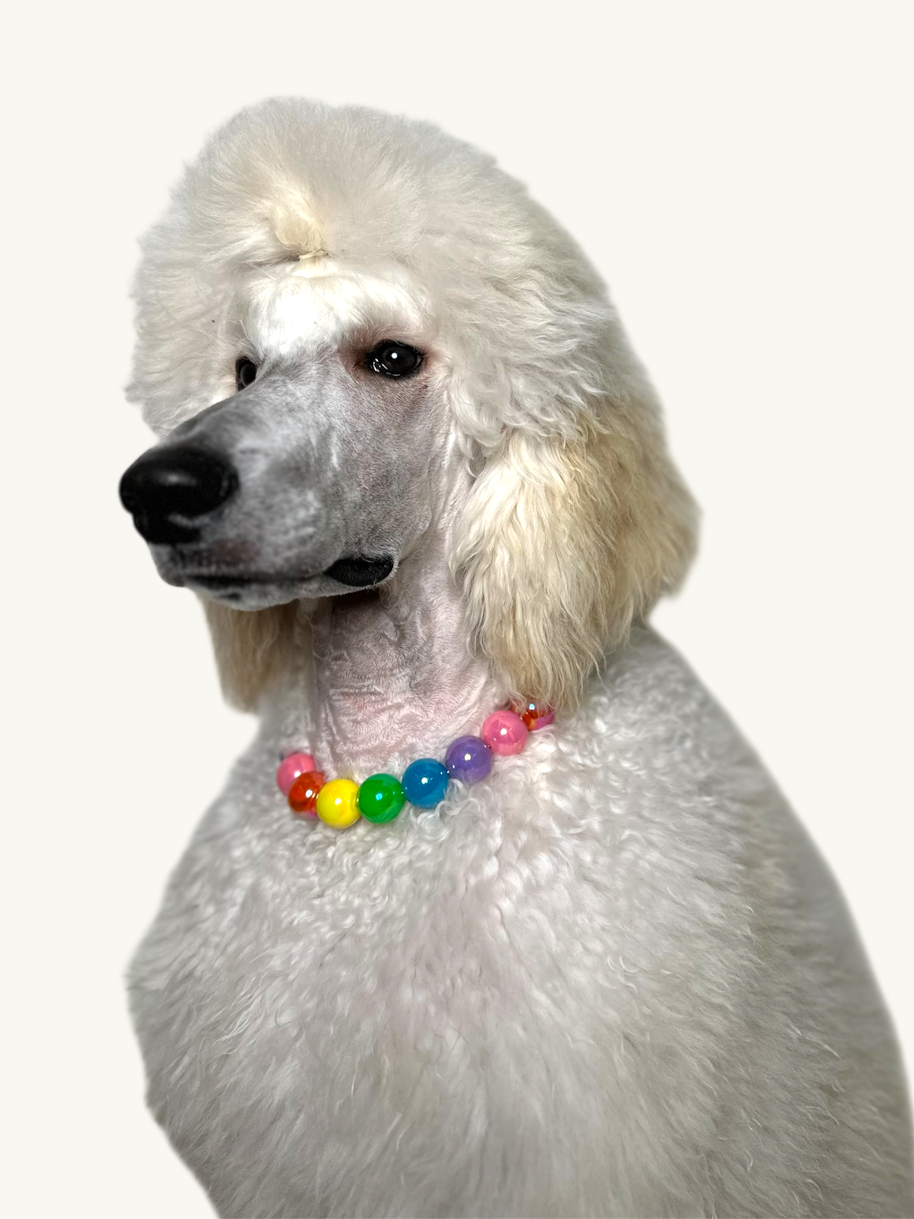 White dog with a colorful beaded collar on a white background