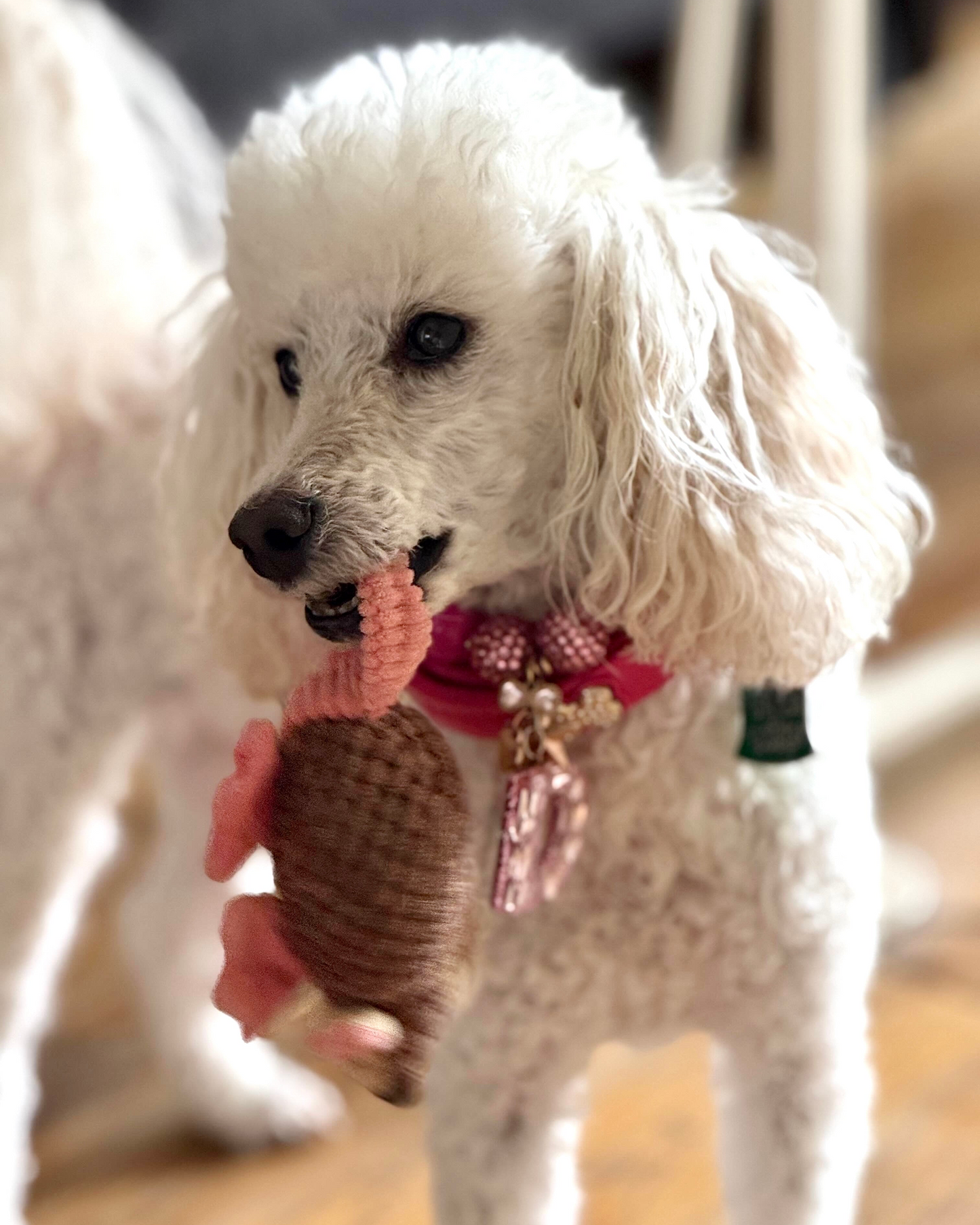 White dog holding a brown plush toy with a blurred background