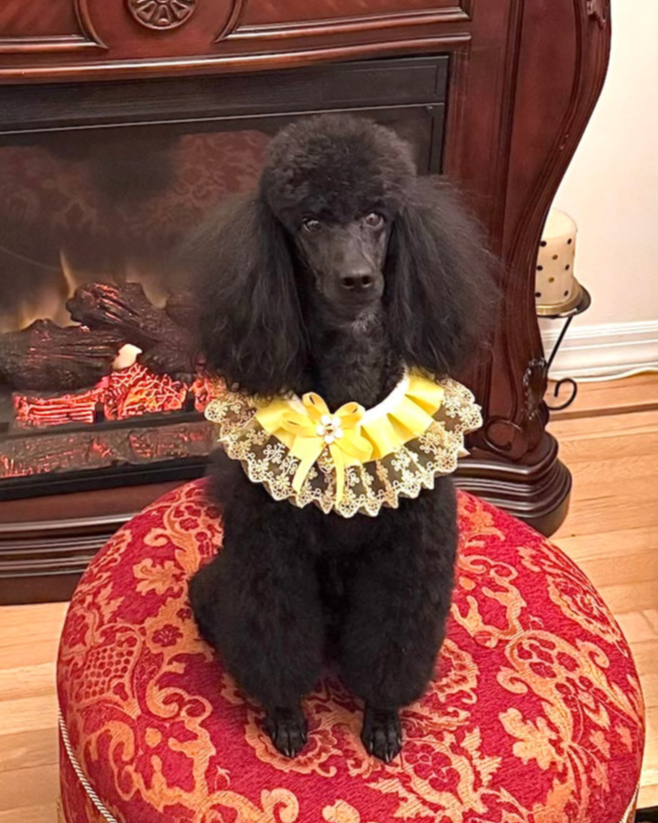 A fashionable dog wearing a luxury Haus Royale pearl necklace—handmade, pet-safe jewelry for dogs, perfect for weddings, parties, or stylish everyday wear. Elegant dog accessories from a small pet fashion brand.