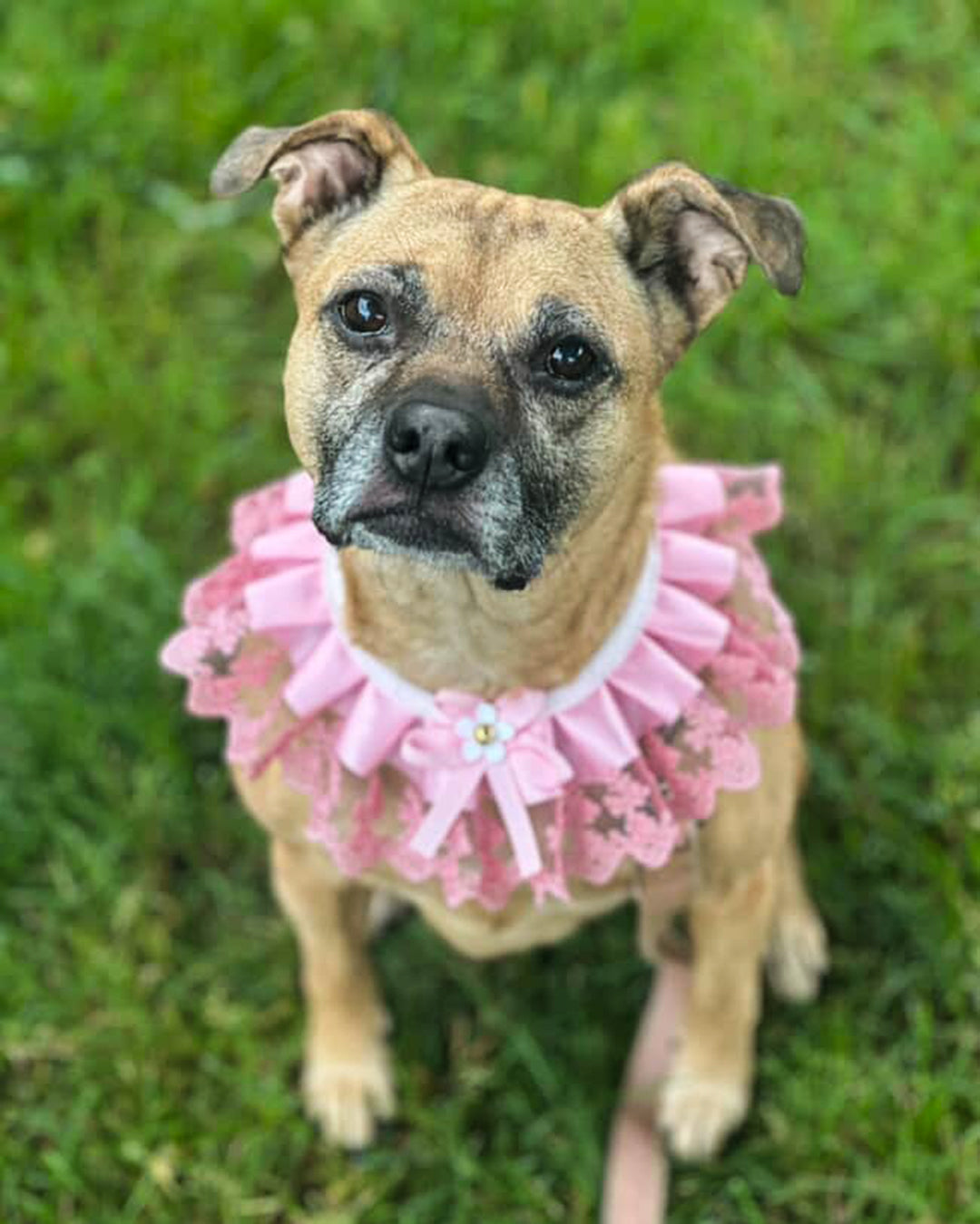 Dog wearing a pink collar with flowers on a grassy background