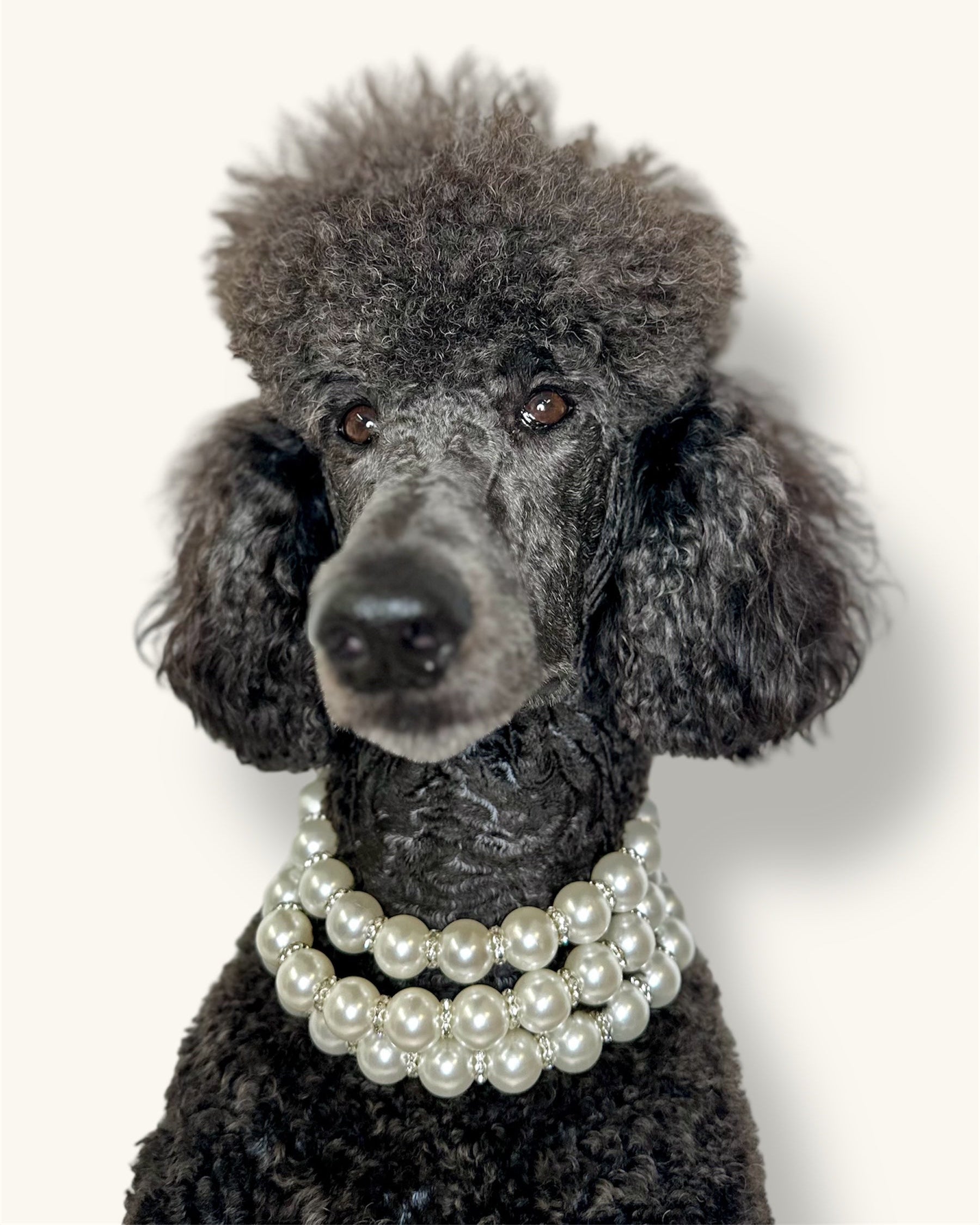 A fashionable dog wearing a luxury Haus Royale pearl necklace—handmade, pet-safe jewelry for dogs, perfect for weddings, parties, or stylish everyday wear. Elegant dog accessories from a small pet fashion brand.
