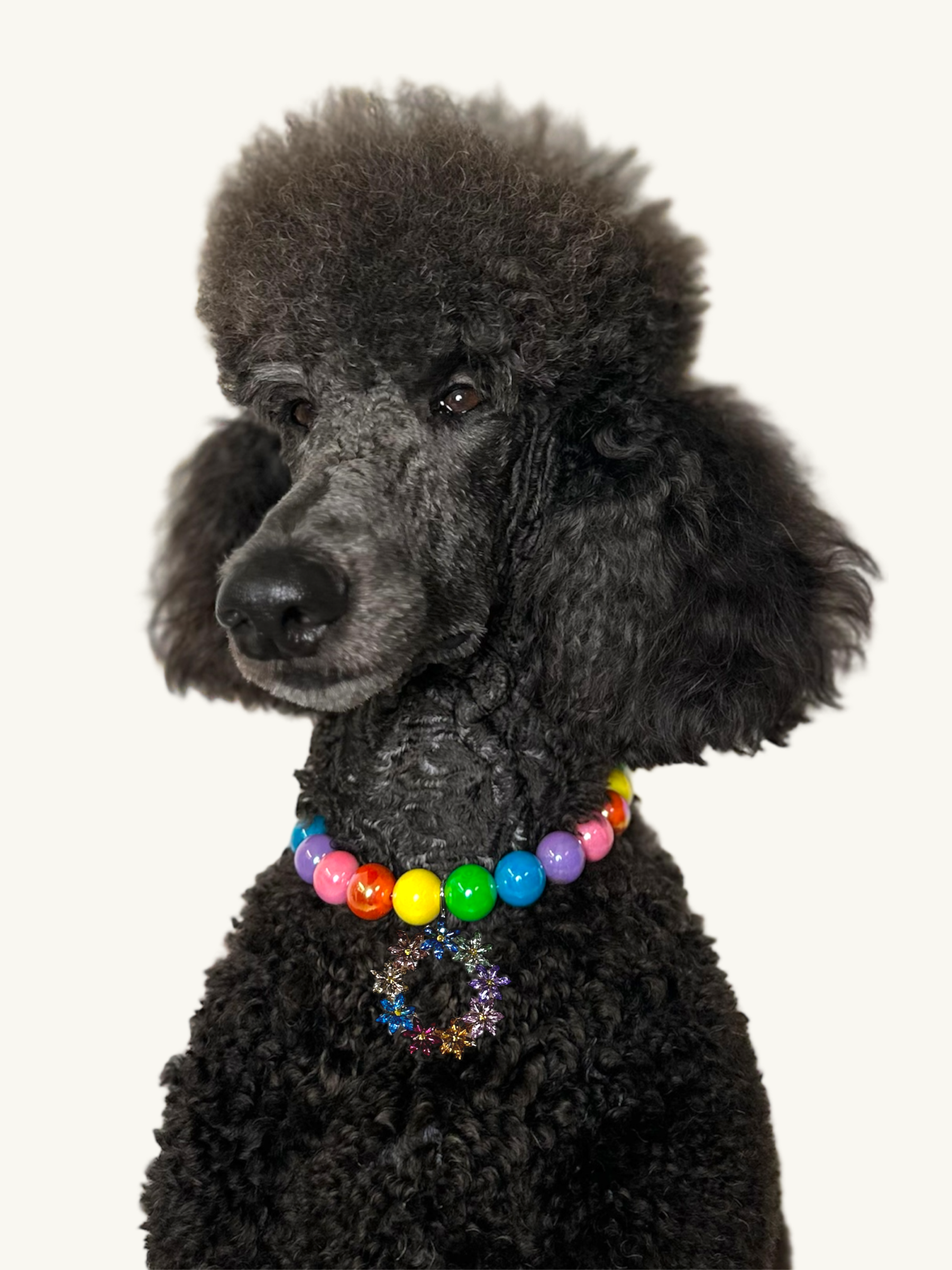 Black poodle wearing a colorful beaded collar on a white background