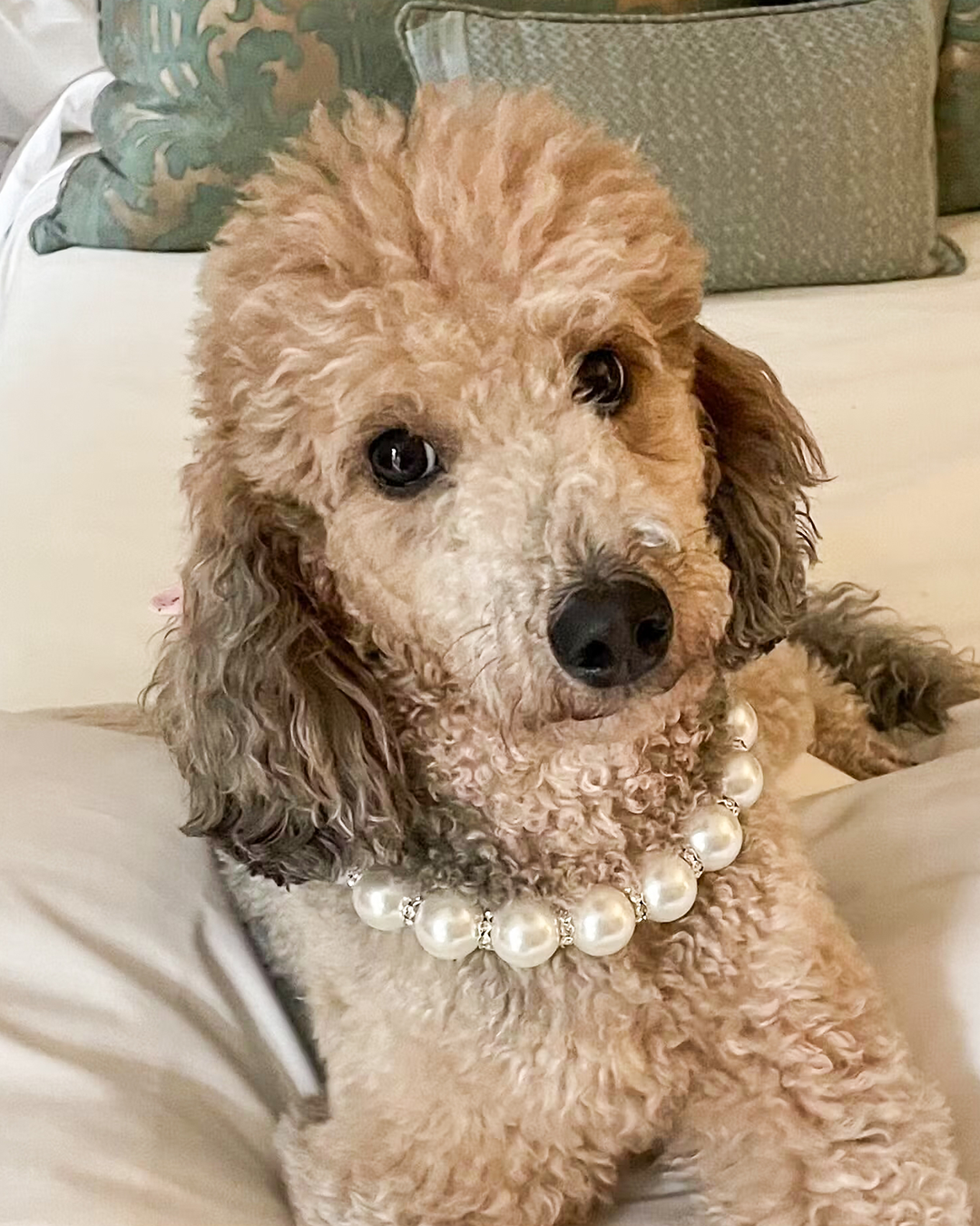 dog wearing pearl pet-safe luxury beaded pearl necklace from the Haus Royale.