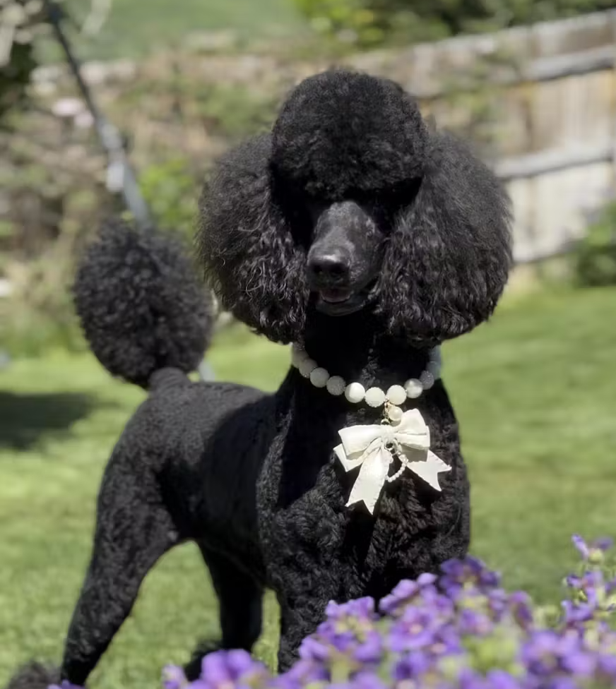 Black poodle wearing a pearl necklace with a bow in a garden setting