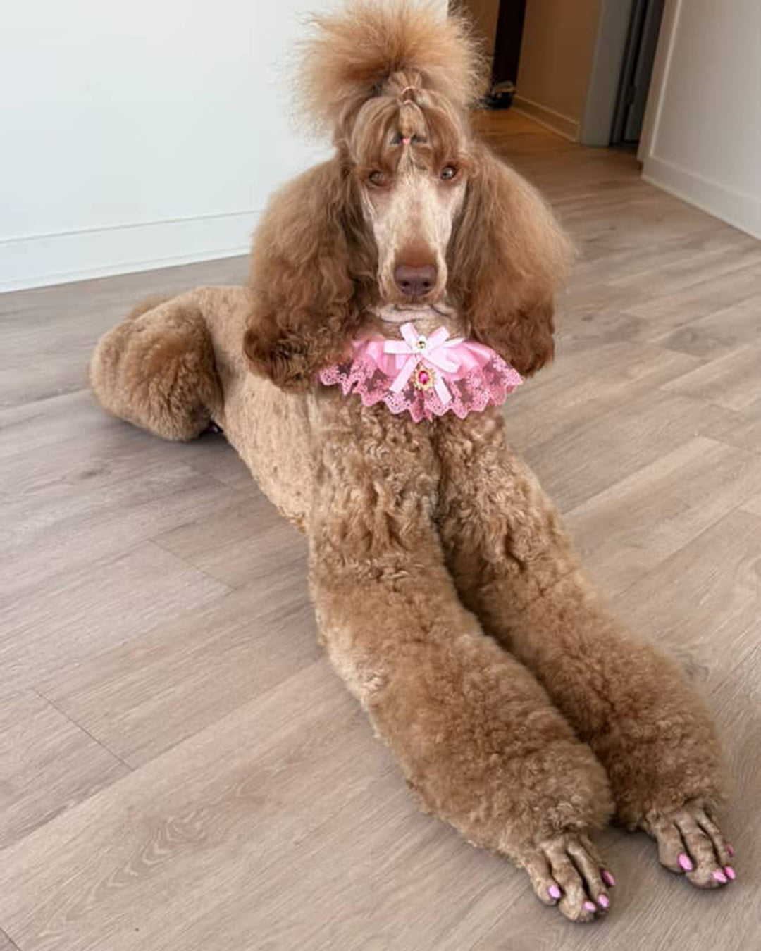 pink lace bib collar necklace for dogs and cats