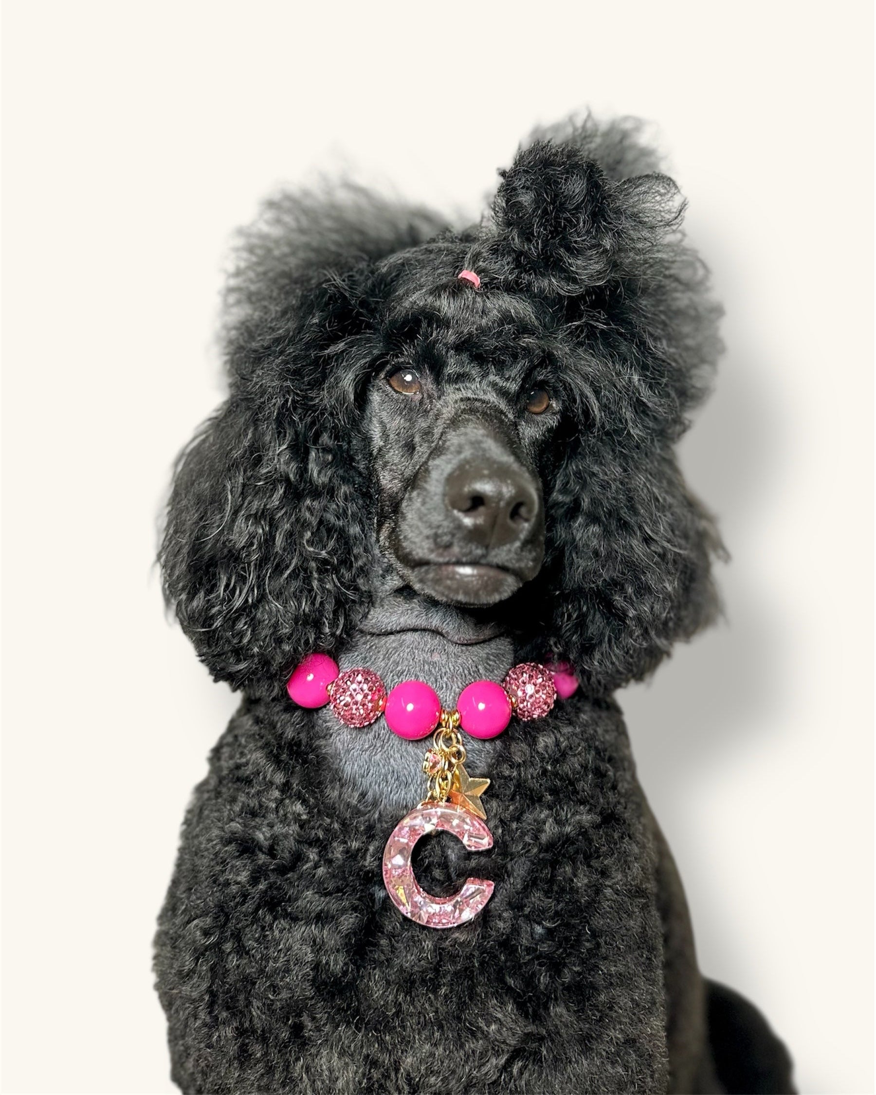 A fashionable dog wearing a luxury Haus Royale pearl necklace—handmade, pet-safe jewelry for dogs, perfect for weddings, parties, or stylish everyday wear. Elegant dog accessories from a small pet fashion brand.