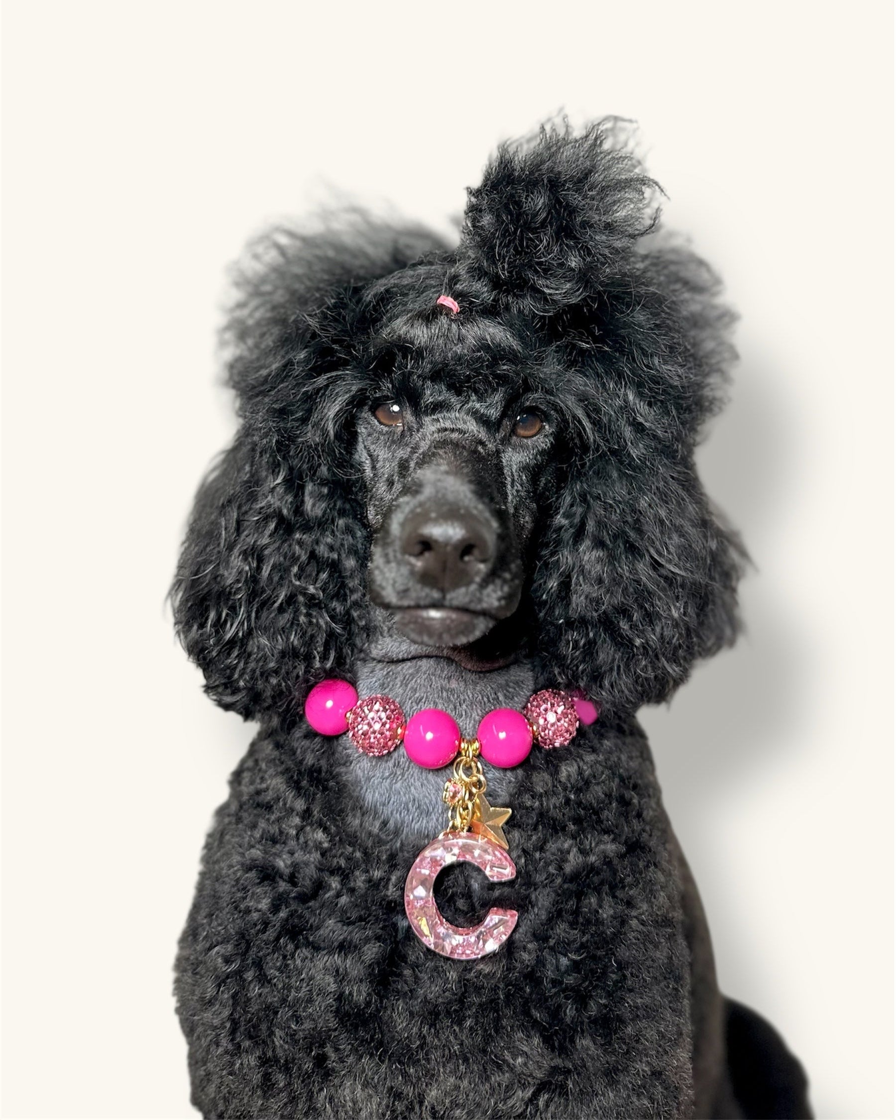 A fashionable dog wearing a luxury Haus Royale pearl necklace—handmade, pet-safe jewelry for dogs, perfect for weddings, parties, or stylish everyday wear. Elegant dog accessories from a small pet fashion brand.