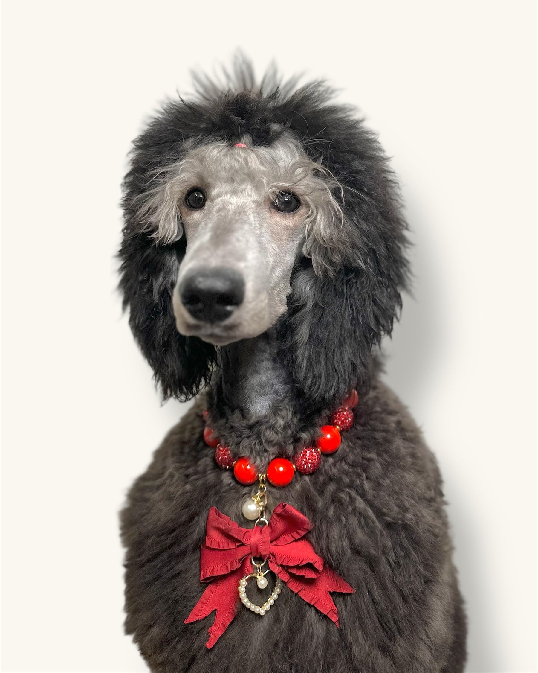 A fashionable dog wearing a luxury Haus Royale pearl necklace—handmade, pet-safe jewelry for dogs, perfect for weddings, parties, or stylish everyday wear. Elegant dog accessories from a small pet fashion brand.