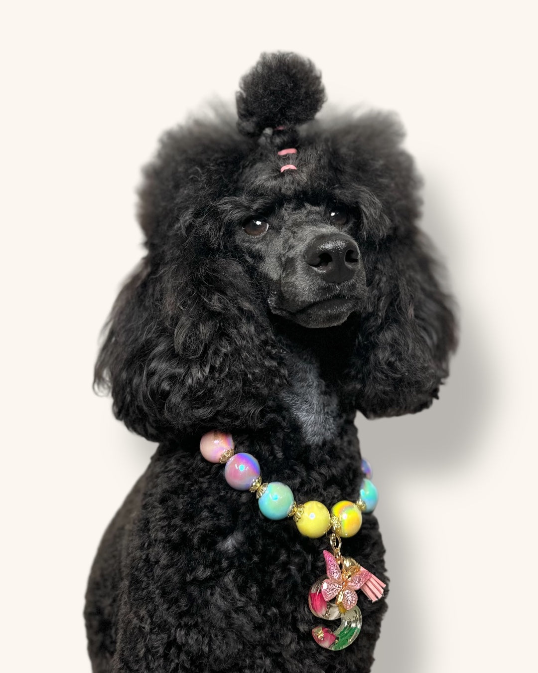 A fashionable dog wearing a luxury Haus Royale pearl necklace—handmade, pet-safe jewelry for dogs, perfect for weddings, parties, or stylish everyday wear. Elegant dog accessories from a small pet fashion brand.