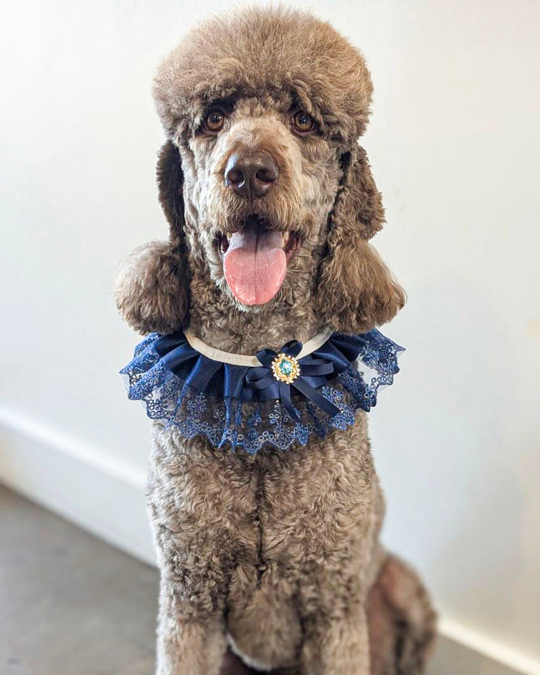 Brown poodle wearing a decorative blue collar with a white background