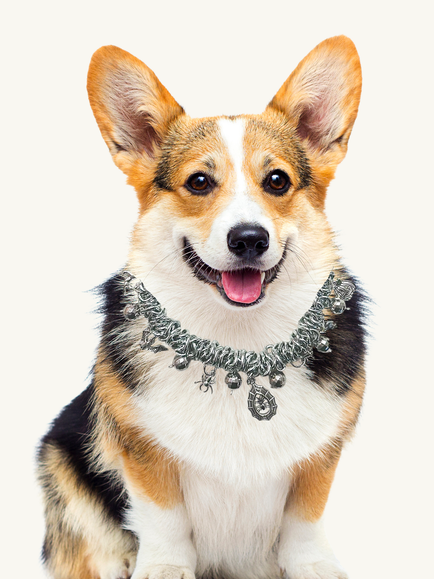 Dog wearing a decorative collar on a white background