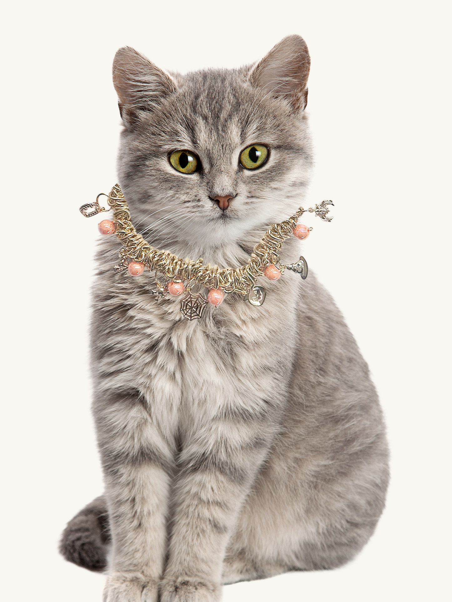 Gray cat wearing a decorative gold and pink collar on a white background