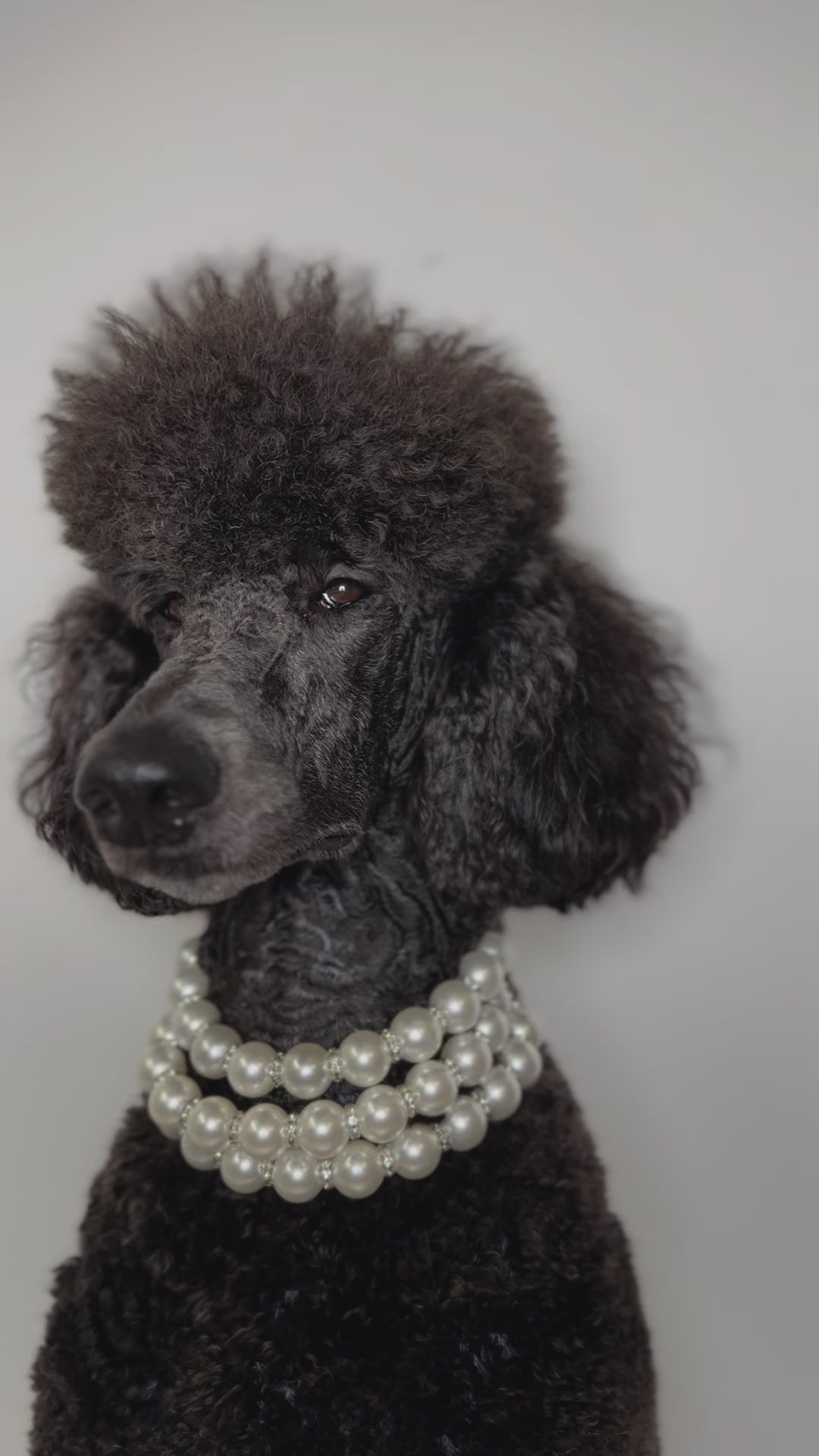 A fashionable dog wearing a luxury Haus Royale pearl necklace—handmade, pet-safe jewelry for dogs, perfect for weddings, parties, or stylish everyday wear. Elegant dog accessories from a small pet fashion brand.