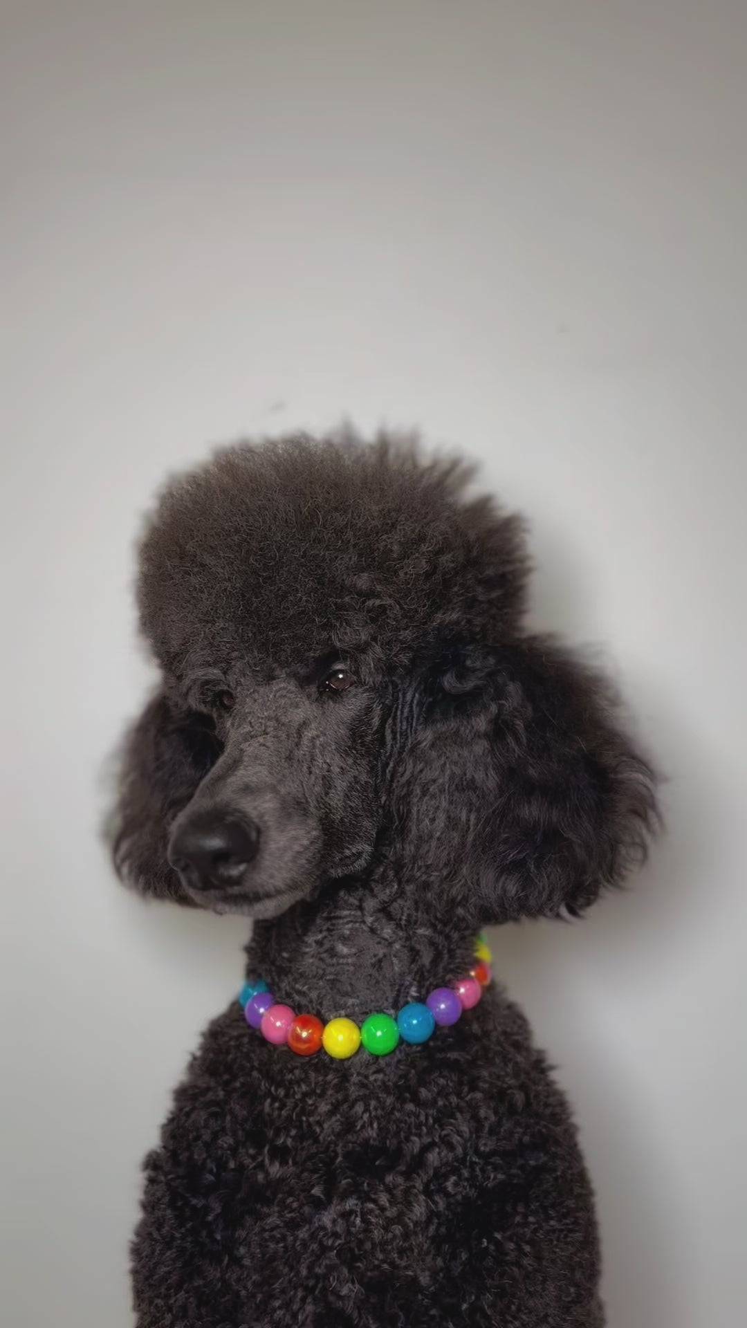 A blue standard poodle dog wearing The Haus Royale pet luxury beaded necklace in pride collection, rainbow beads for pride month.