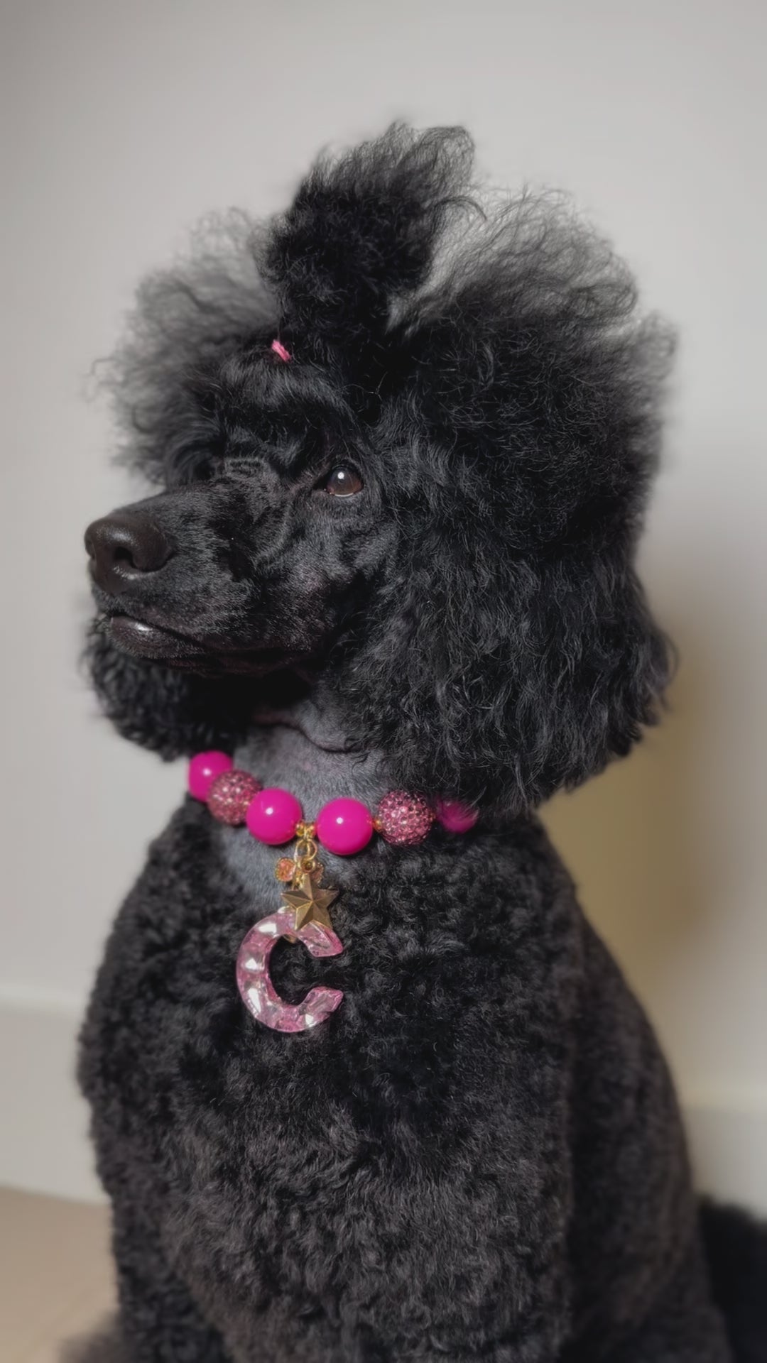 A fashionable dog wearing a luxury Haus Royale pearl necklace—handmade, pet-safe jewelry for dogs, perfect for weddings, parties, or stylish everyday wear. Elegant dog accessories from a small pet fashion brand.