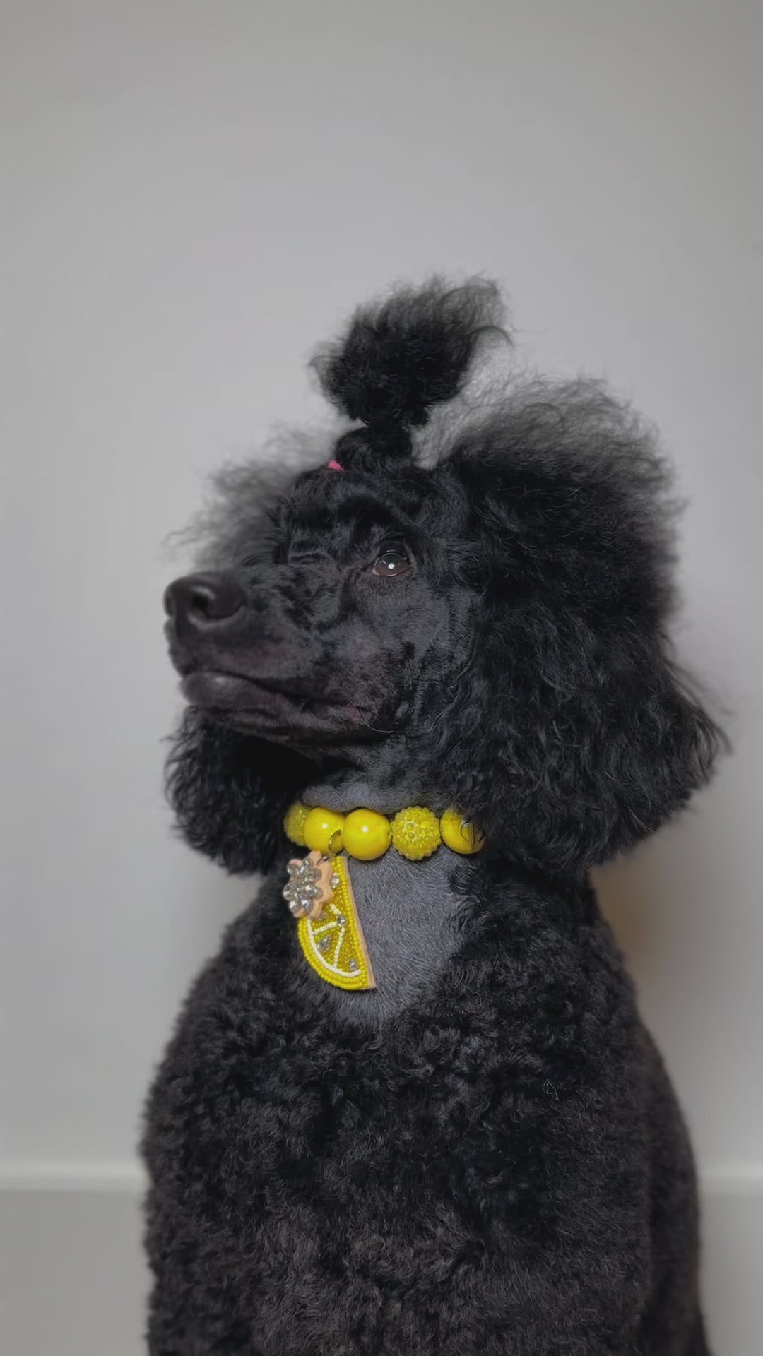 A fashionable dog wearing a luxury Haus Royale pearl necklace—handmade, pet-safe jewelry for dogs, perfect for weddings, parties, or stylish everyday wear. Elegant dog accessories from a small pet fashion brand.