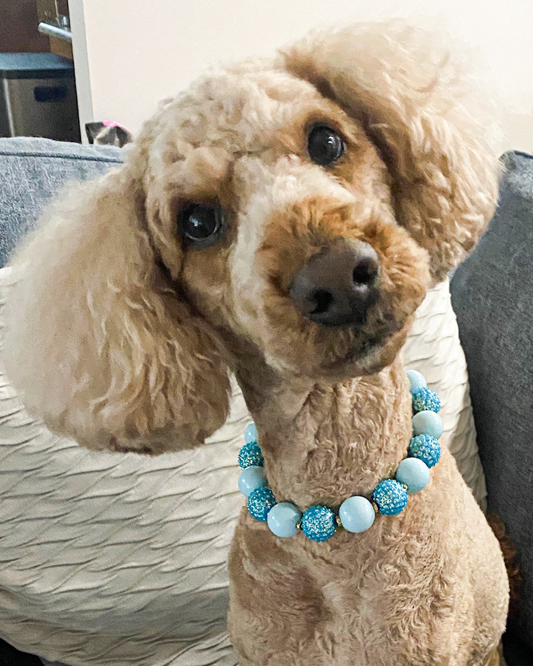 Beige poodle wearing a blue beaded collar sitting on a couch.