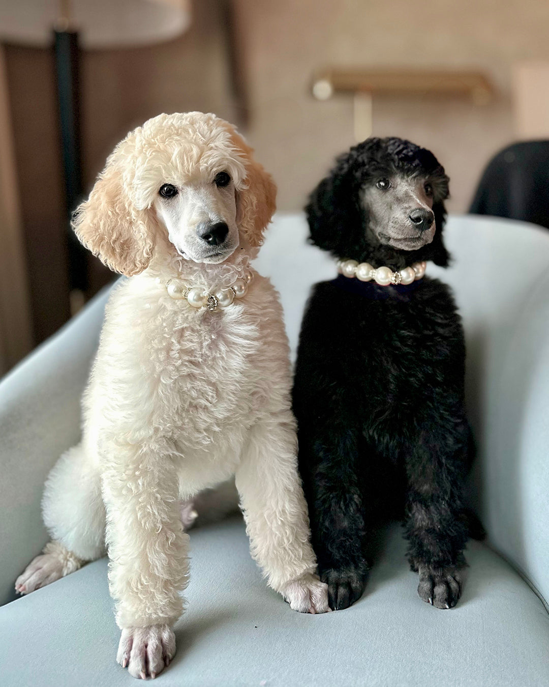 A fashionable dog wearing a luxury Haus Royale pearl necklace—handmade, pet-safe jewelry for dogs, perfect for weddings, parties, or stylish everyday wear. Elegant dog accessories from a small pet fashion brand.