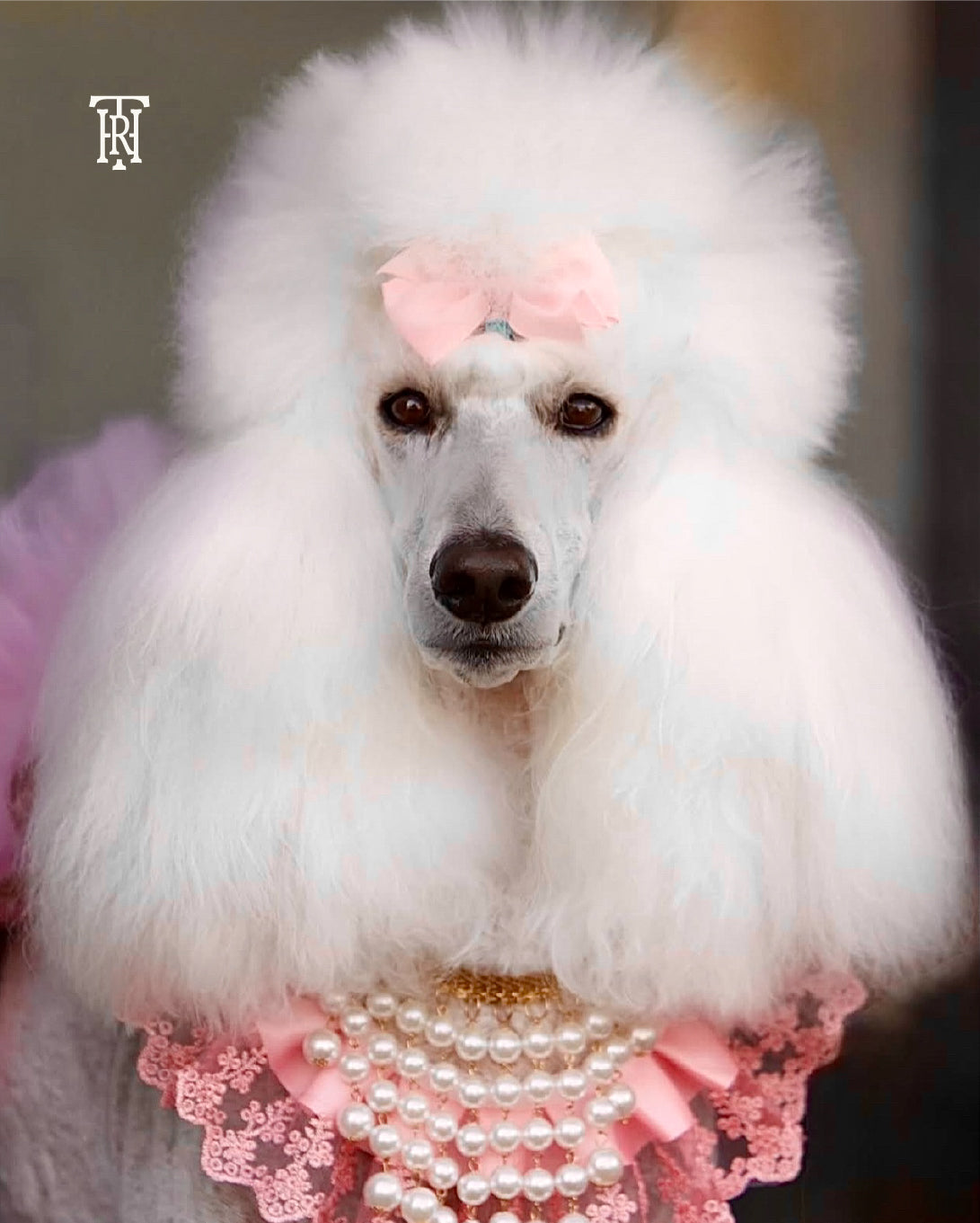 White poodle with a pink bow and pearl necklace on a blurred background