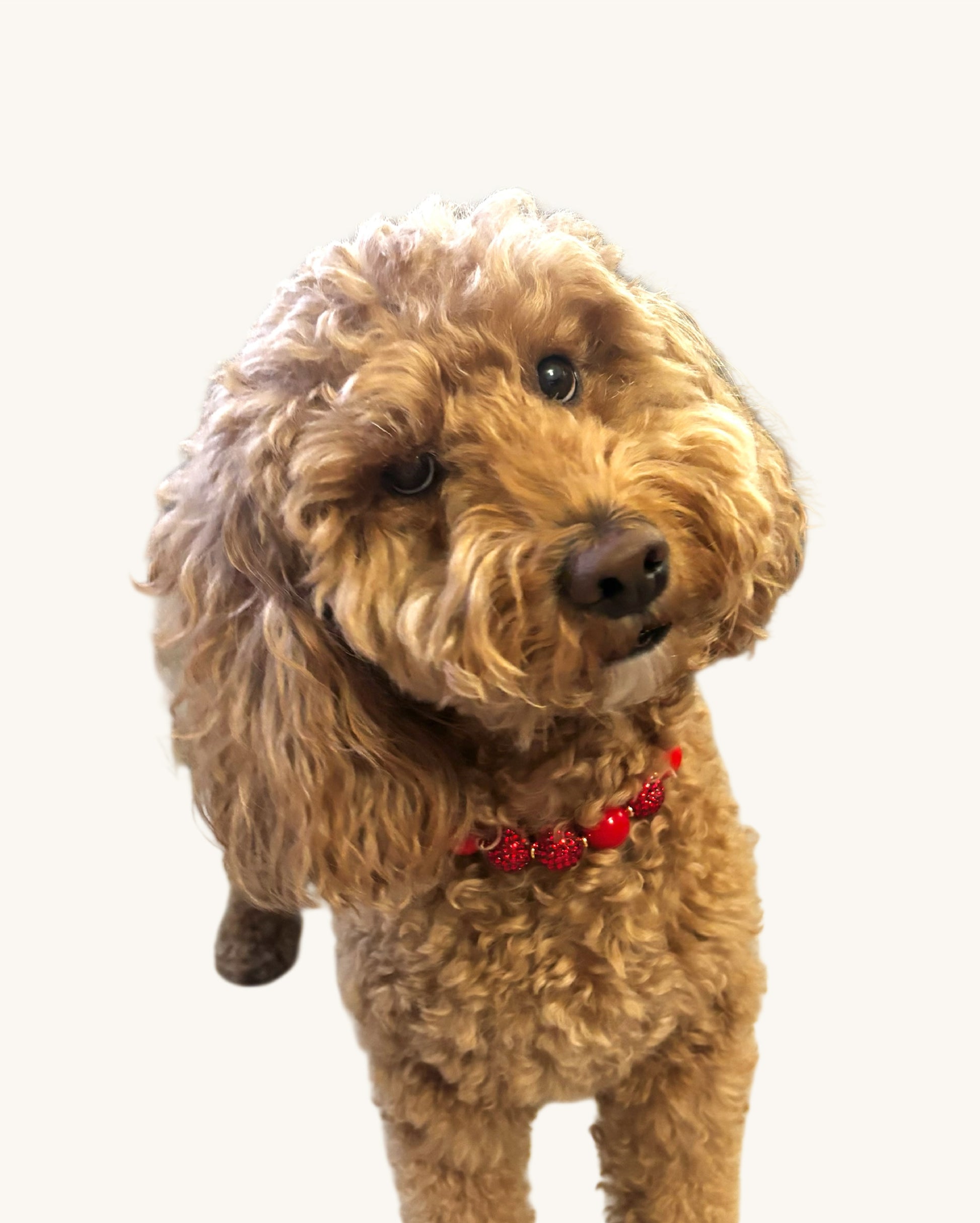 A fashionable dog wearing a luxury Haus Royale pearl necklace—handmade, pet-safe jewelry for dogs, perfect for weddings, parties, or stylish everyday wear. Elegant dog accessories from a small pet fashion brand.
