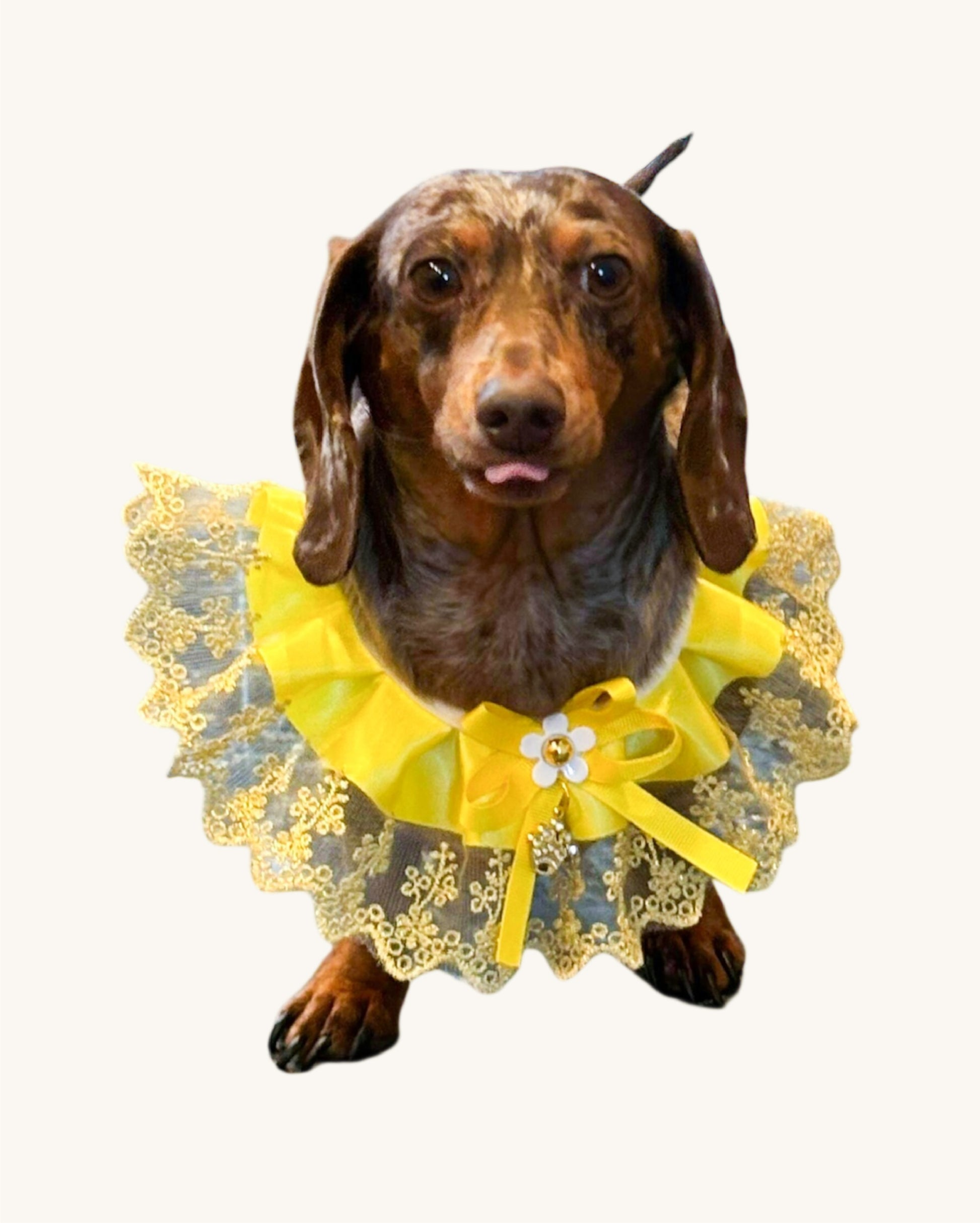 A fashionable dog wearing a luxury Haus Royale pearl necklace—handmade, pet-safe jewelry for dogs, perfect for weddings, parties, or stylish everyday wear. Elegant dog accessories from a small pet fashion brand.