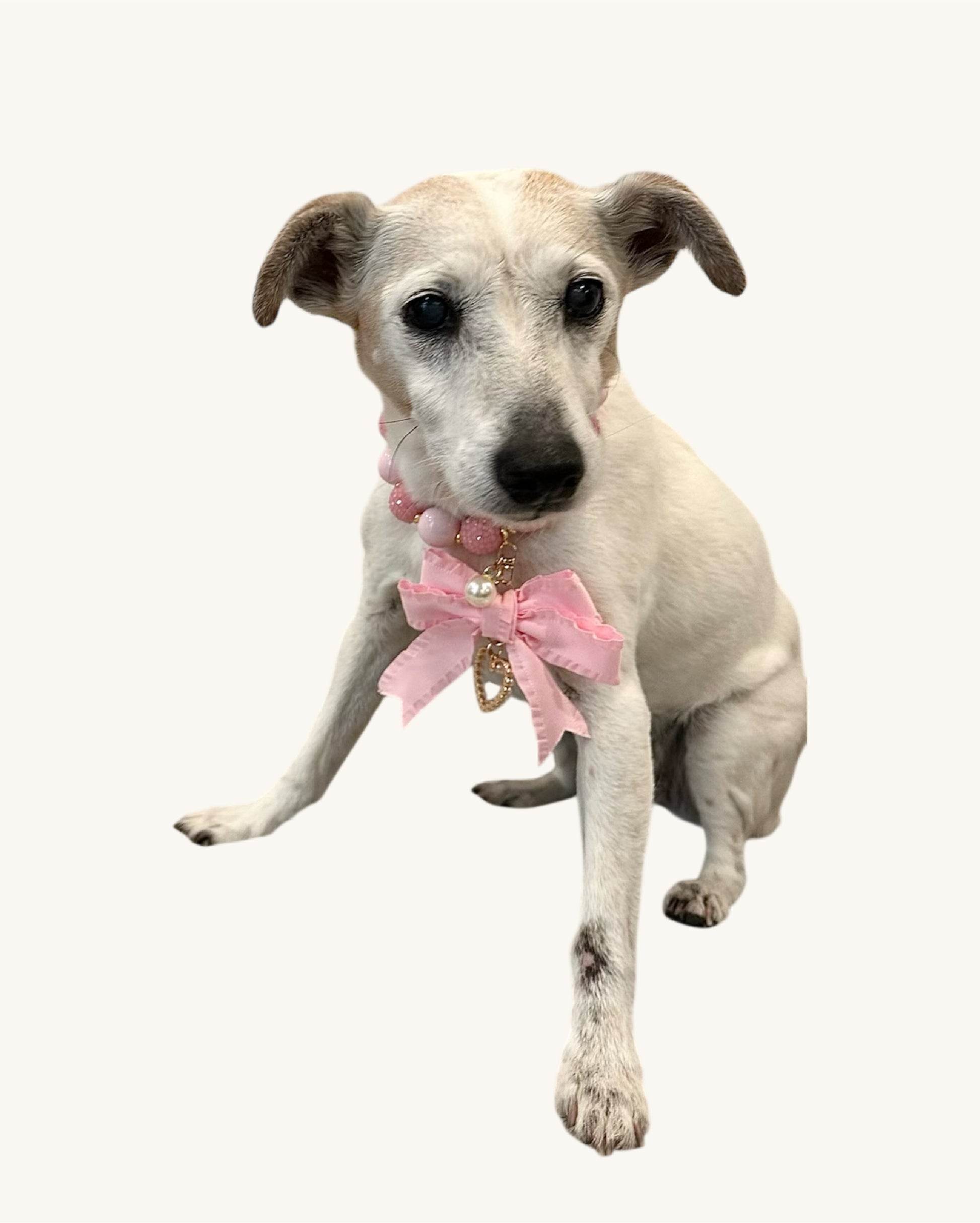 A fashionable dog wearing a luxury Haus Royale pearl necklace—handmade, pet-safe jewelry for dogs, perfect for weddings, parties, or stylish everyday wear. Elegant dog accessories from a small pet fashion brand.