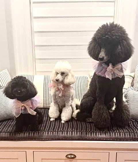 Three dogs with styled hair sitting on a striped cushion.