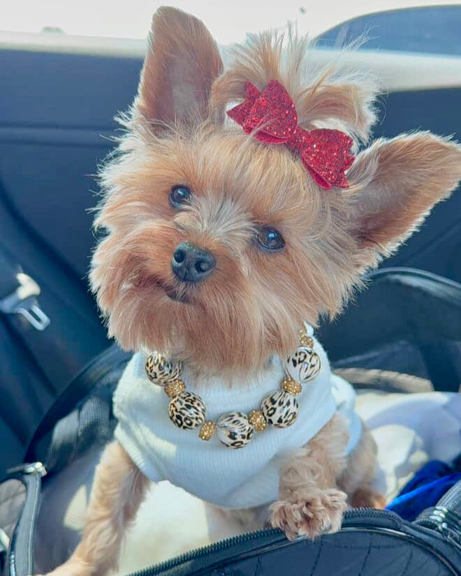 Small dog with a red bow and gold chain sitting in a car.