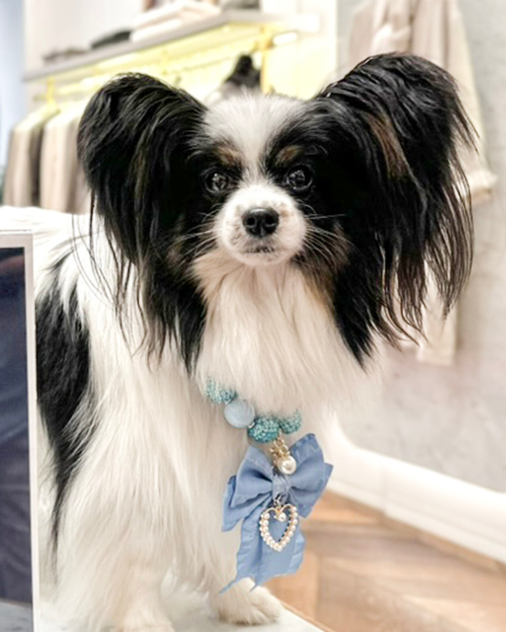 Small black and white dog wearing a decorative blue bow collar indoors.