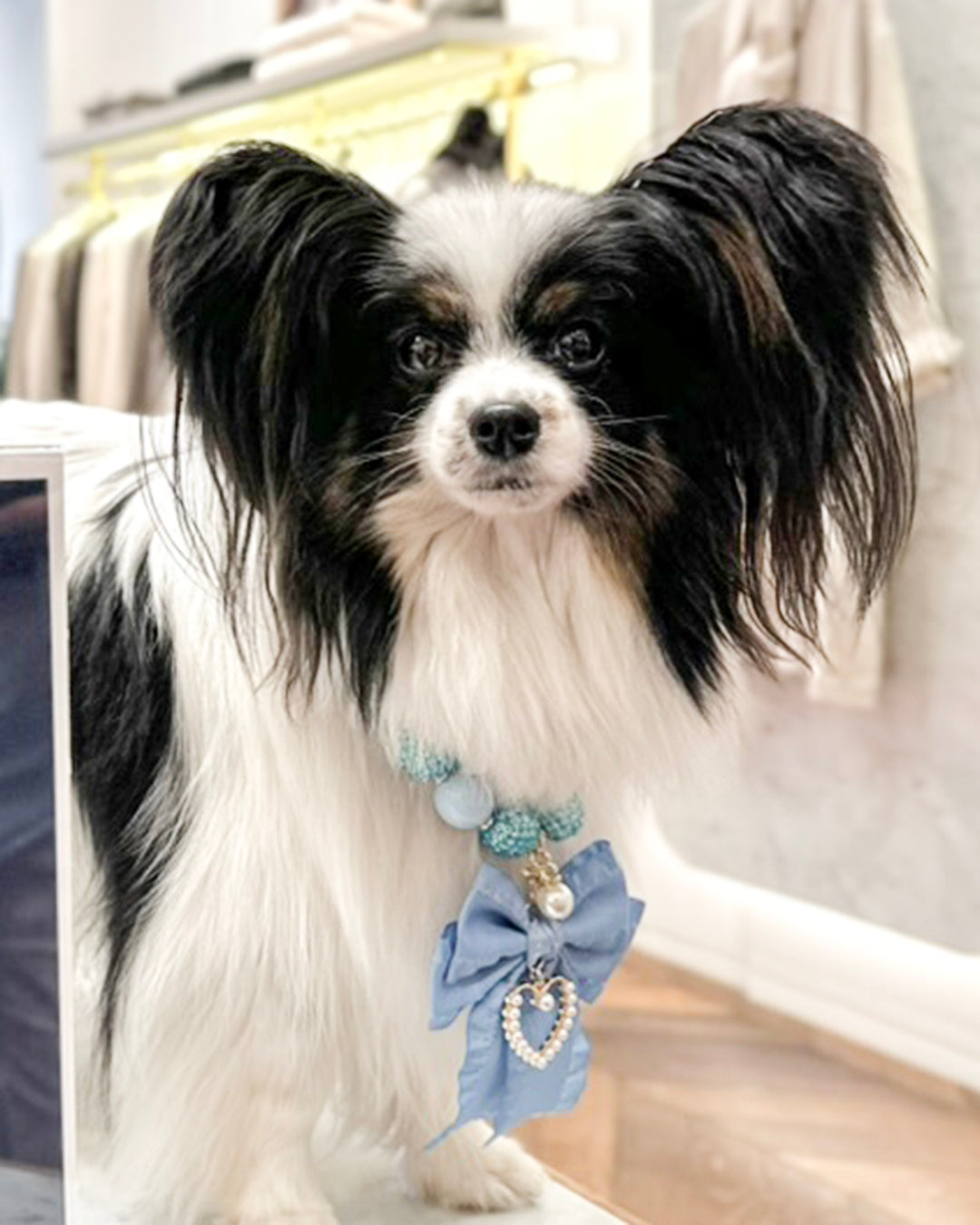 Small black and white dog wearing a decorative blue bow collar indoors.