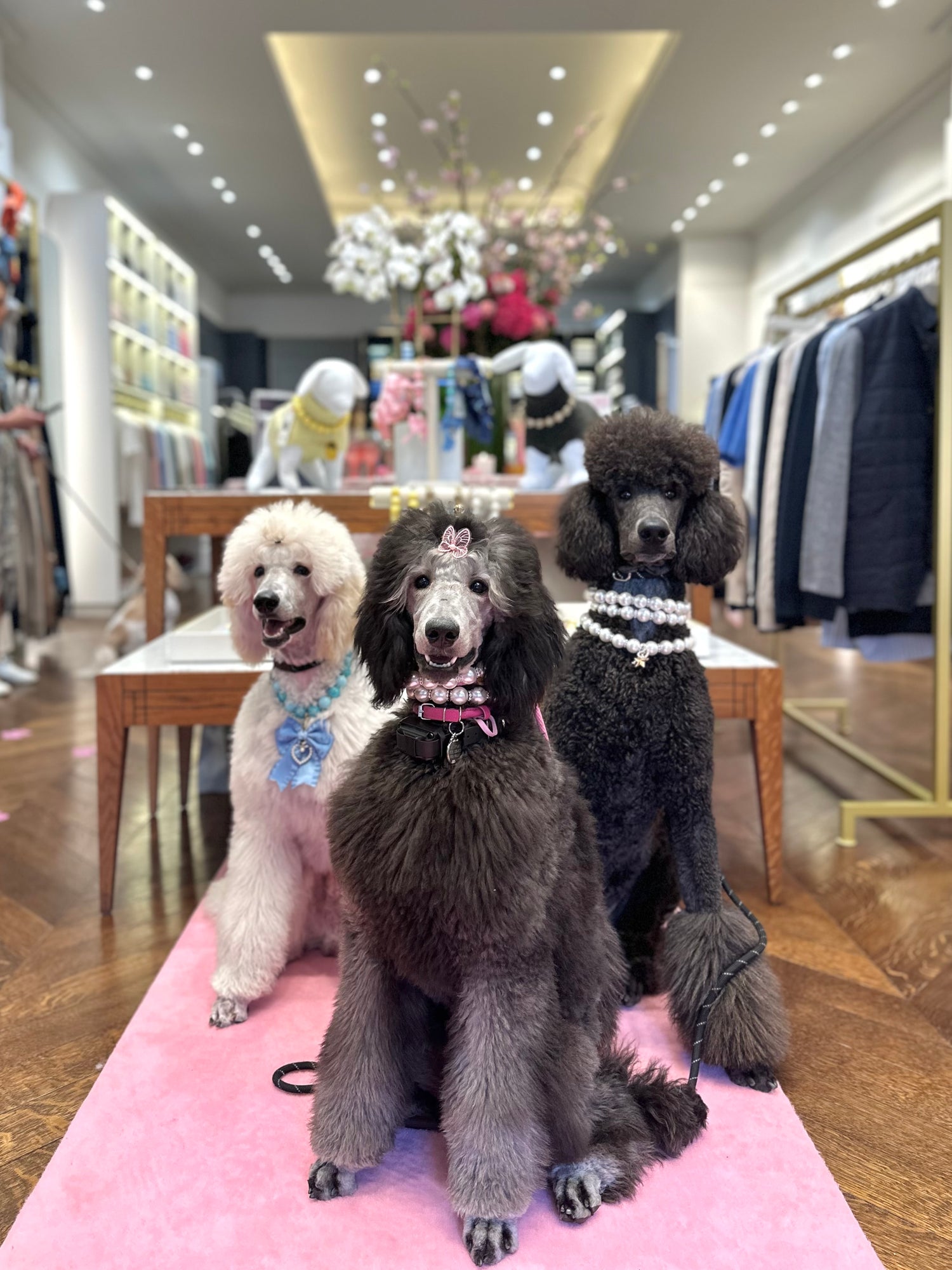 Three poodles sitting on a pink rug in a store setting with clothing racks and displays in the background.