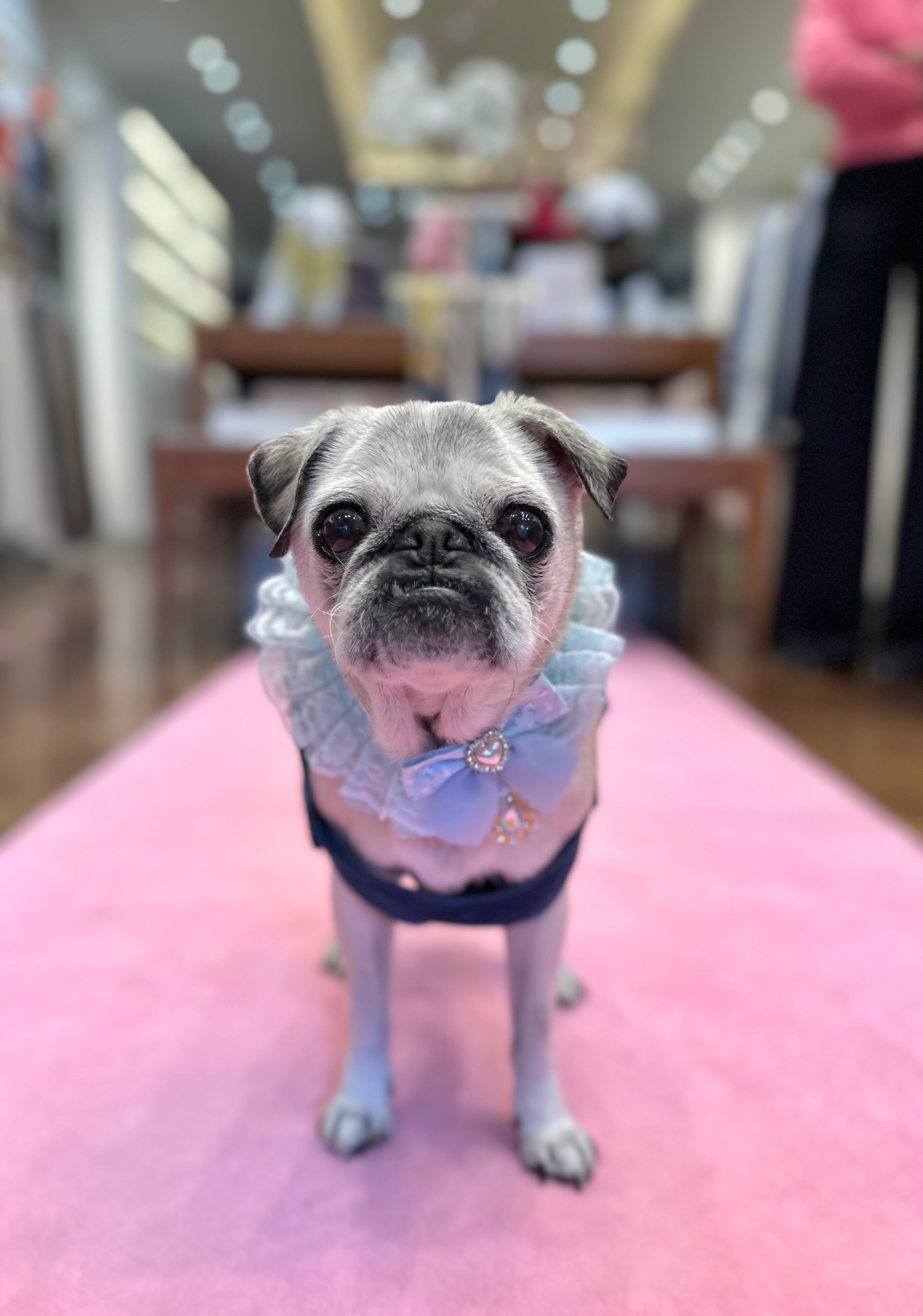 Pug dog wearing a blue outfit with a bow tie on a pink carpet