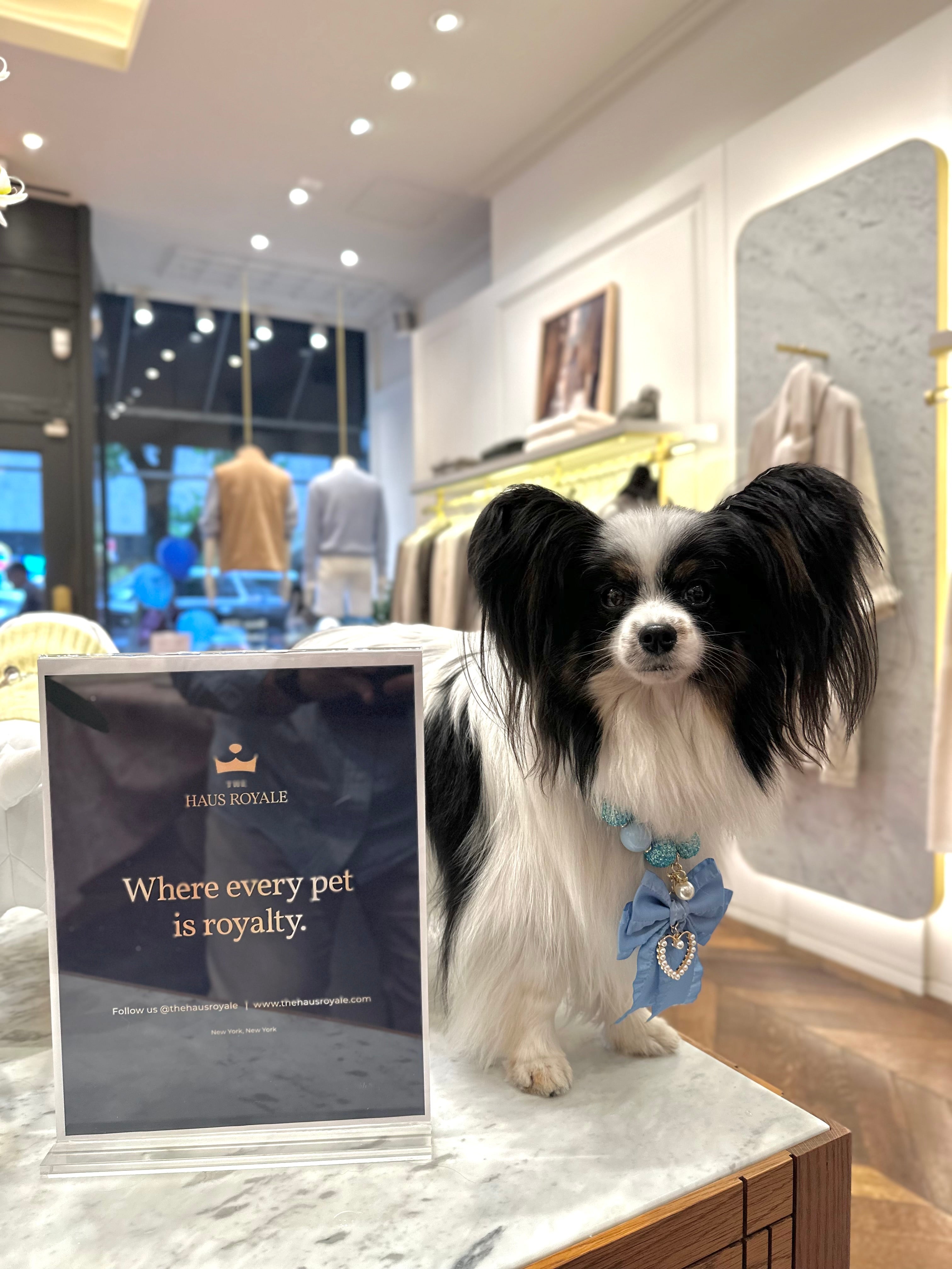 Dog wearing a blue collar with a 'Haus Royale' sign in the background