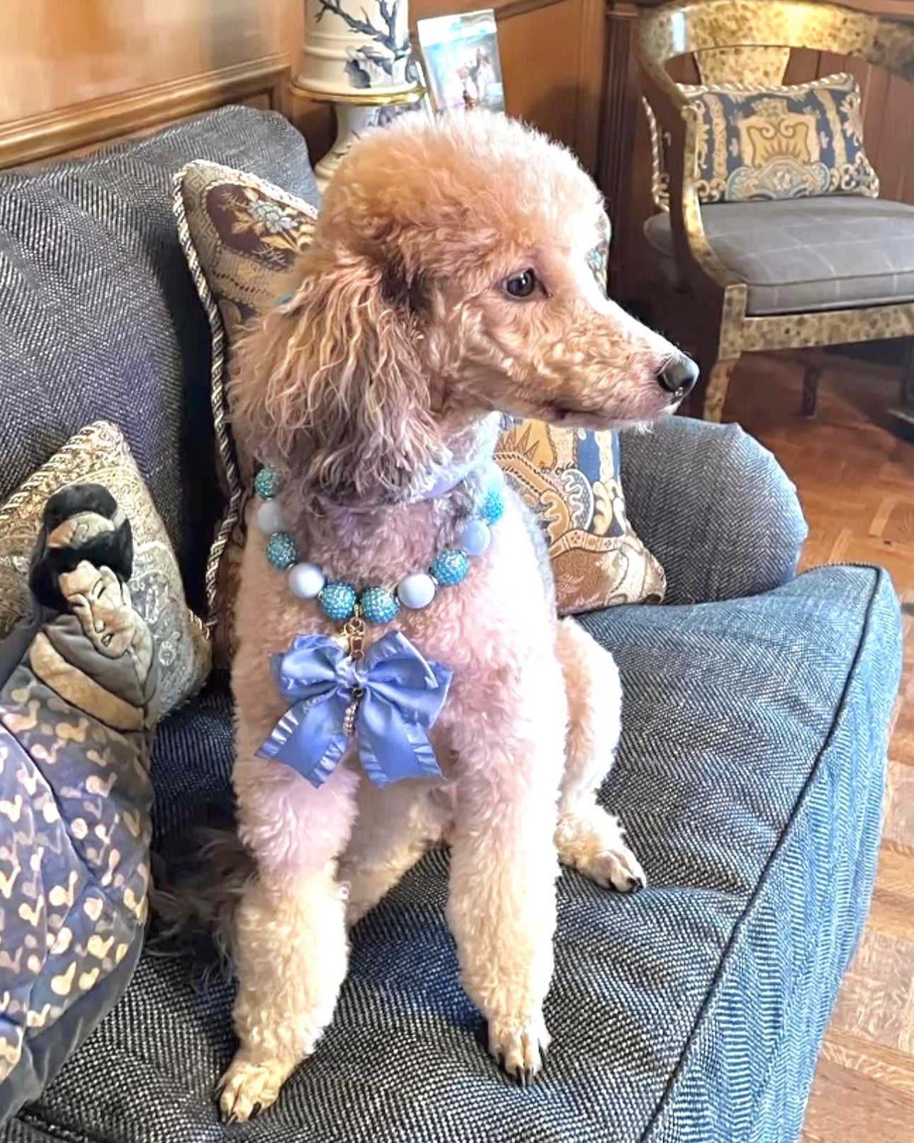 A fashionable dog wearing a luxury Haus Royale pearl necklace—handmade, pet-safe jewelry for dogs, perfect for weddings, parties, or stylish everyday wear. Elegant dog accessories from a small pet fashion brand.