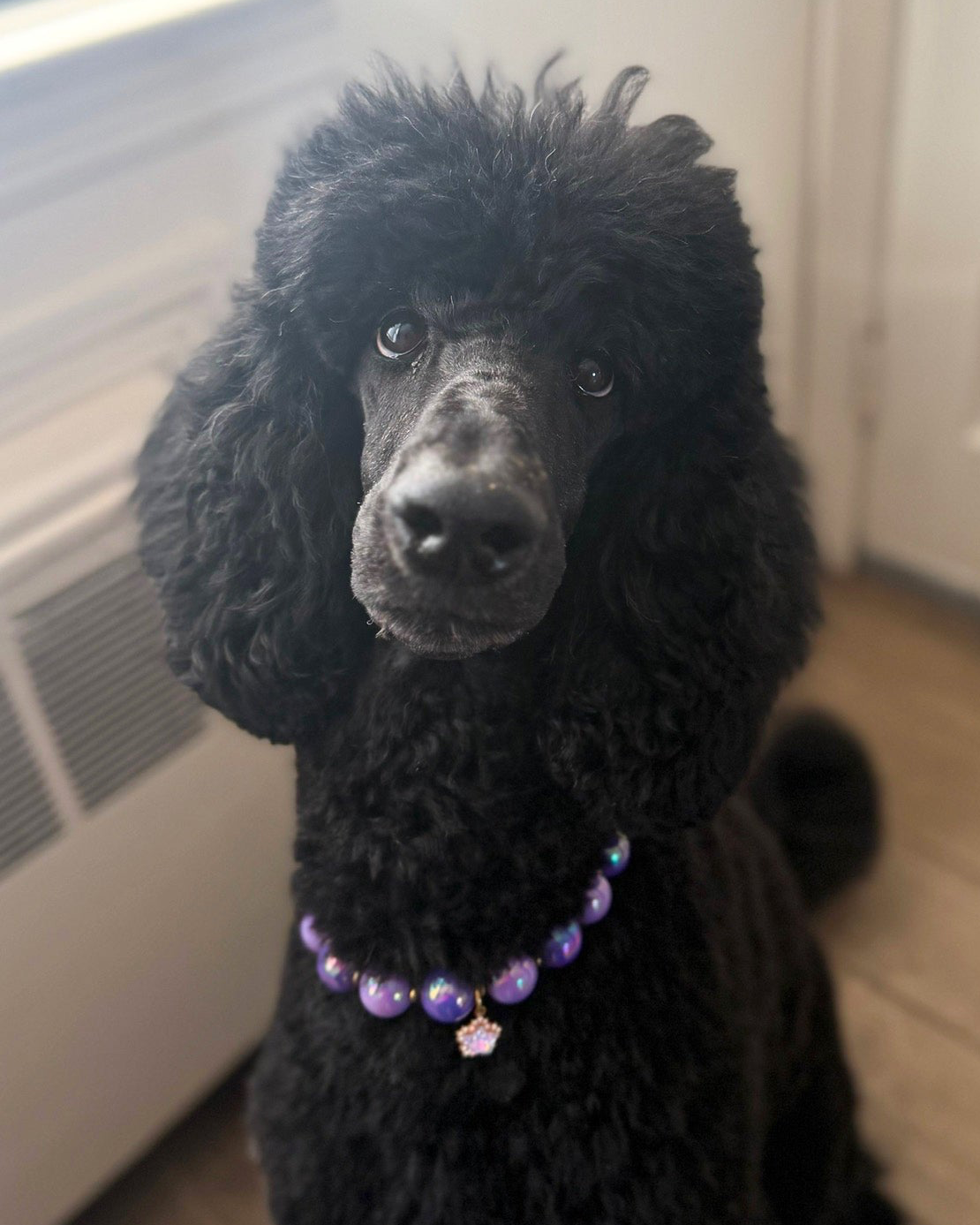 Black poodle wearing a purple collar indoors