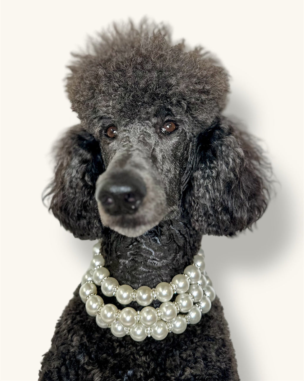 A fashionable dog wearing a luxury Haus Royale pearl necklace—handmade, pet-safe jewelry for dogs, perfect for weddings, parties, or stylish everyday wear. Elegant dog accessories from a small pet fashion brand.