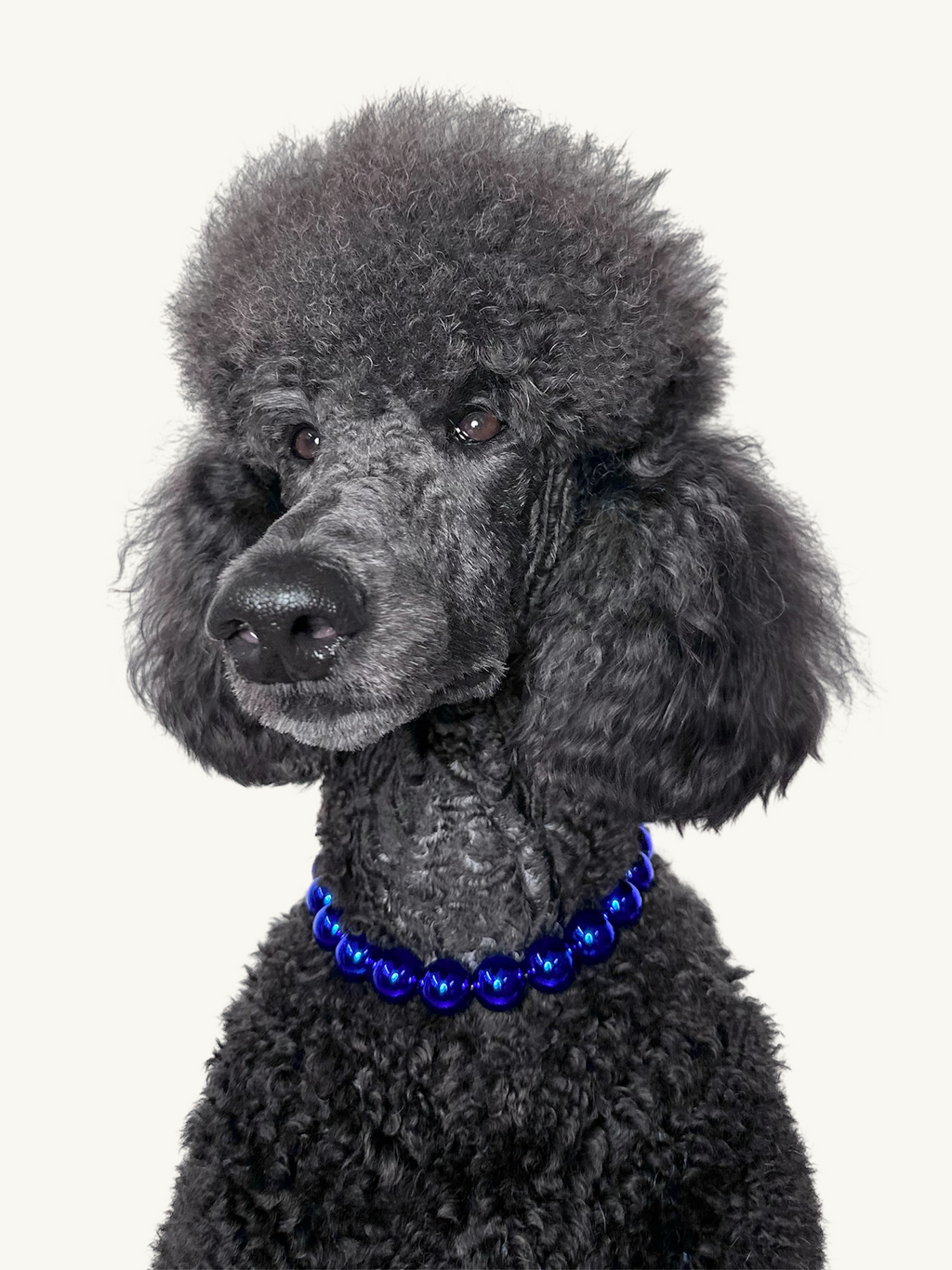 A blue standard poodle dog wearing The Haus Royale pet luxury beaded necklace in metallic midnight blue.