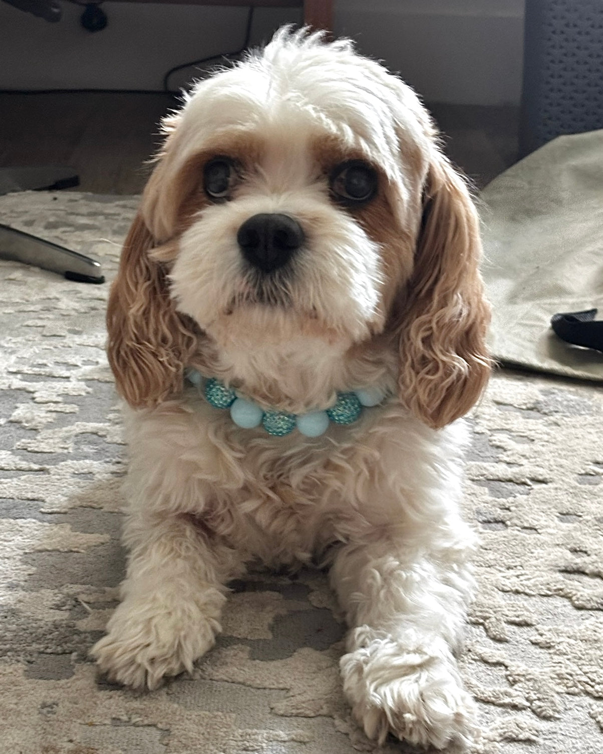 Small white dog with a blue collar sitting on a stone surface.