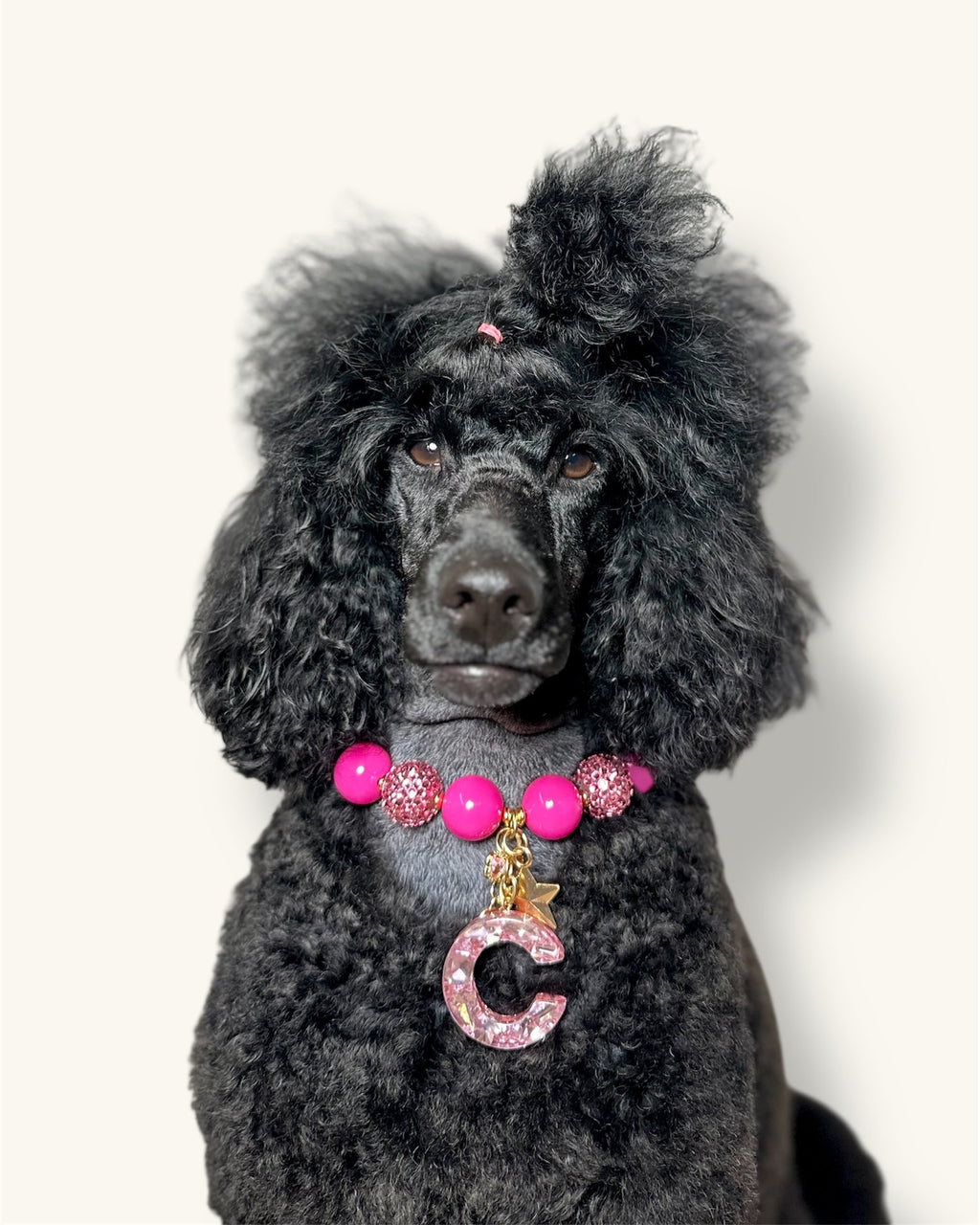 A fashionable dog wearing a luxury Haus Royale pearl necklace—handmade, pet-safe jewelry for dogs, perfect for weddings, parties, or stylish everyday wear. Elegant dog accessories from a small pet fashion brand.