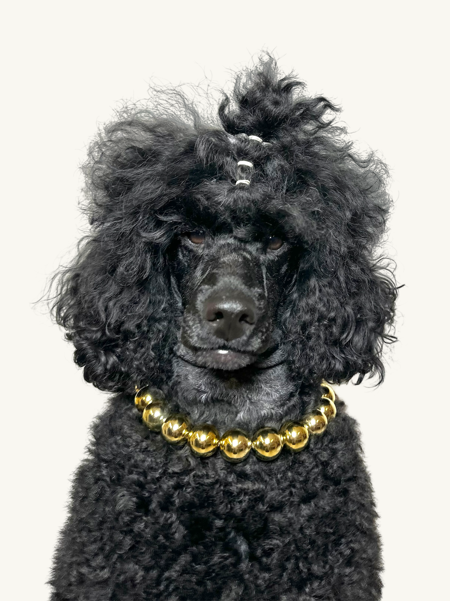 A jet black mini poodle dog wearing The Haus Royale pet luxury beaded necklace in metallic gold.