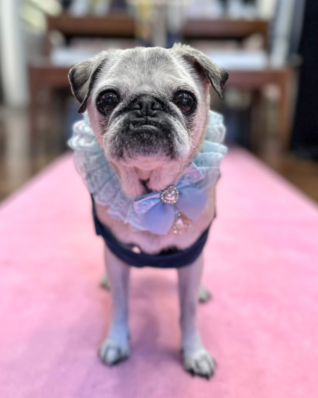 Pug dog wearing a decorative outfit with a bow tie on a pink surface.
