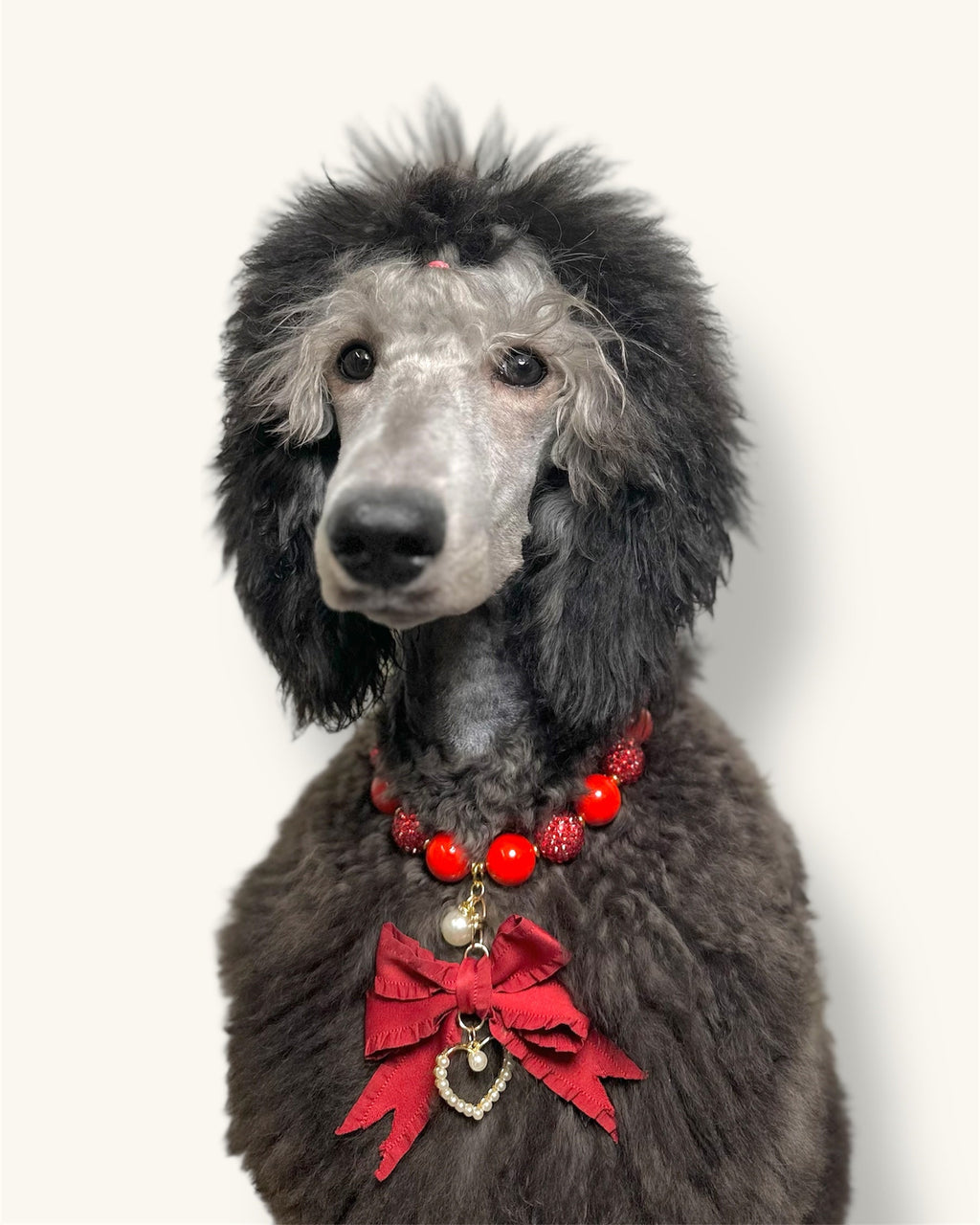 A fashionable dog wearing a luxury Haus Royale pearl necklace—handmade, pet-safe jewelry for dogs, perfect for weddings, parties, or stylish everyday wear. Elegant dog accessories from a small pet fashion brand.