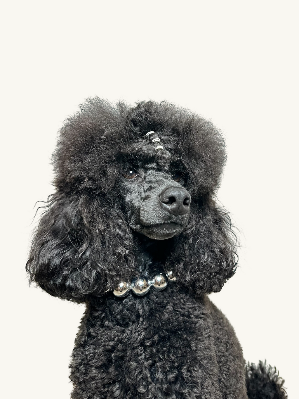 A blue mini poodle dog wearing The Haus Royale pet luxury beaded necklace in metallic silver.