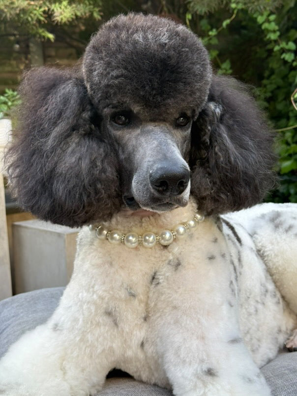 Poodle with a pearl necklace sitting outdoors