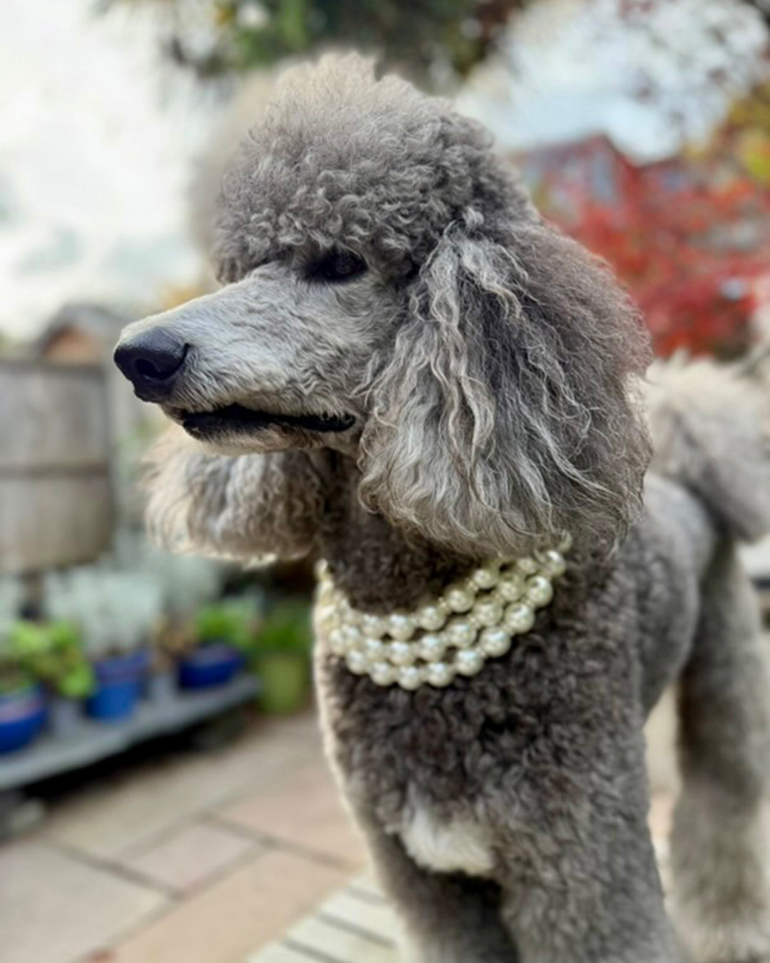 Gray poodle wearing a pearl necklace outdoors
